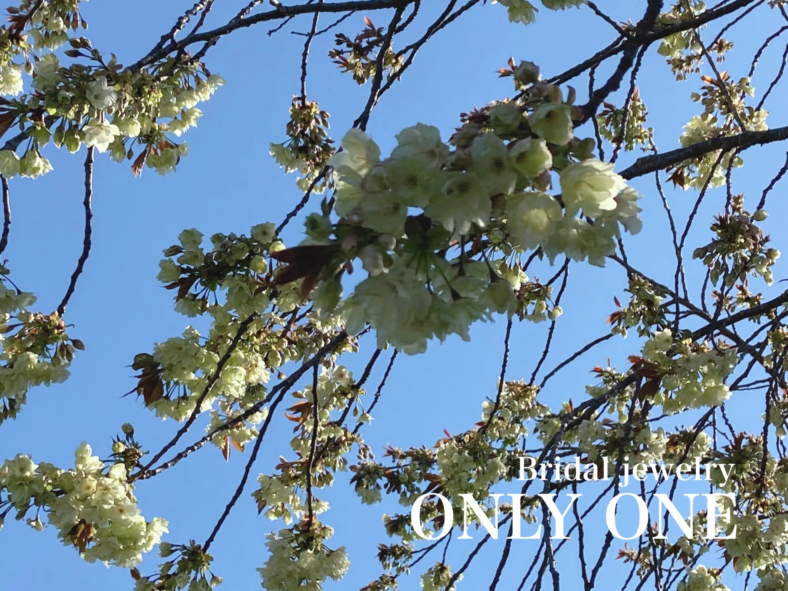 【山梨結婚指輪】散歩にて咲いていた鬱金桜