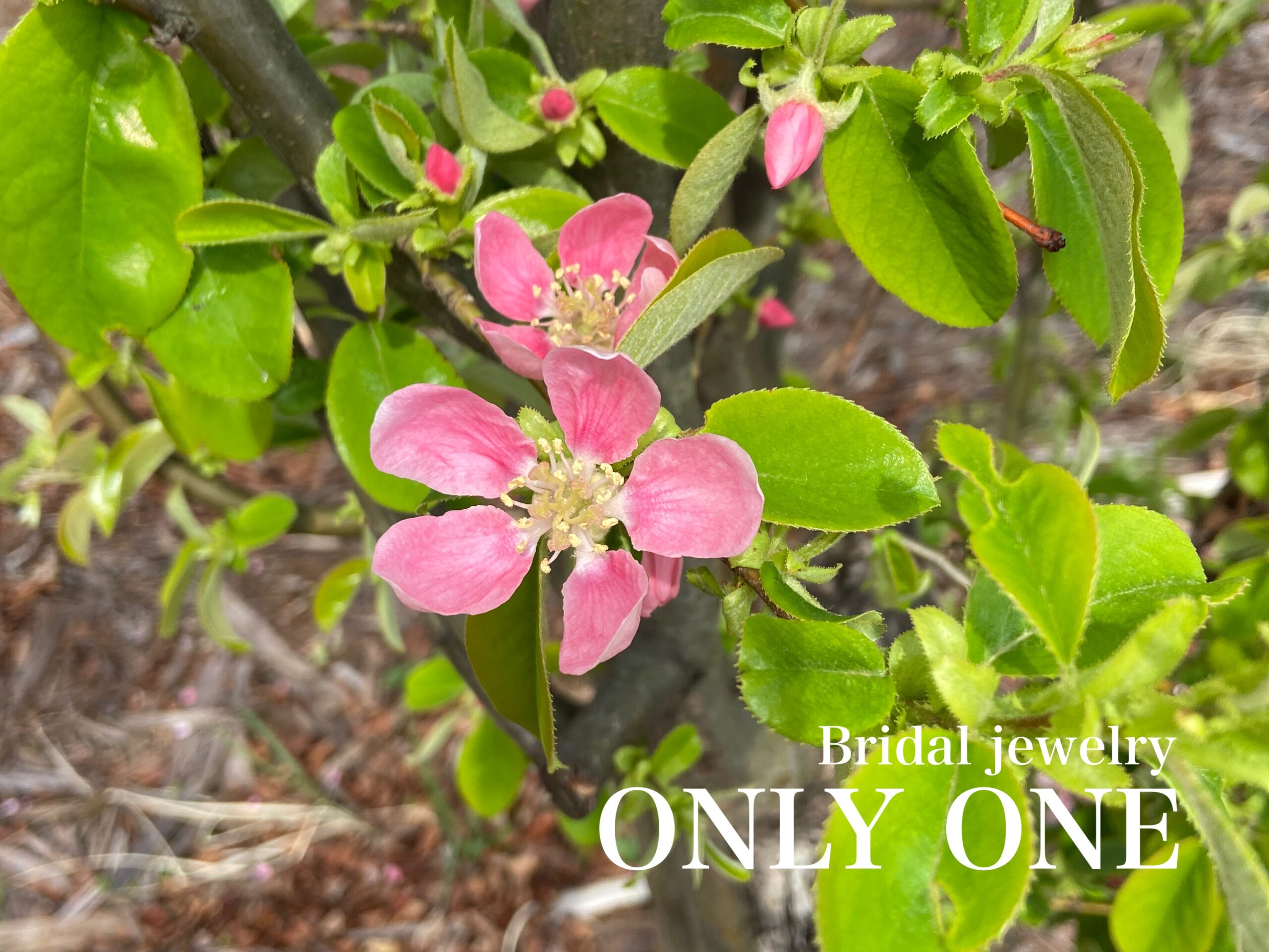 【山梨結婚指輪】「かりんの花」散歩にて！