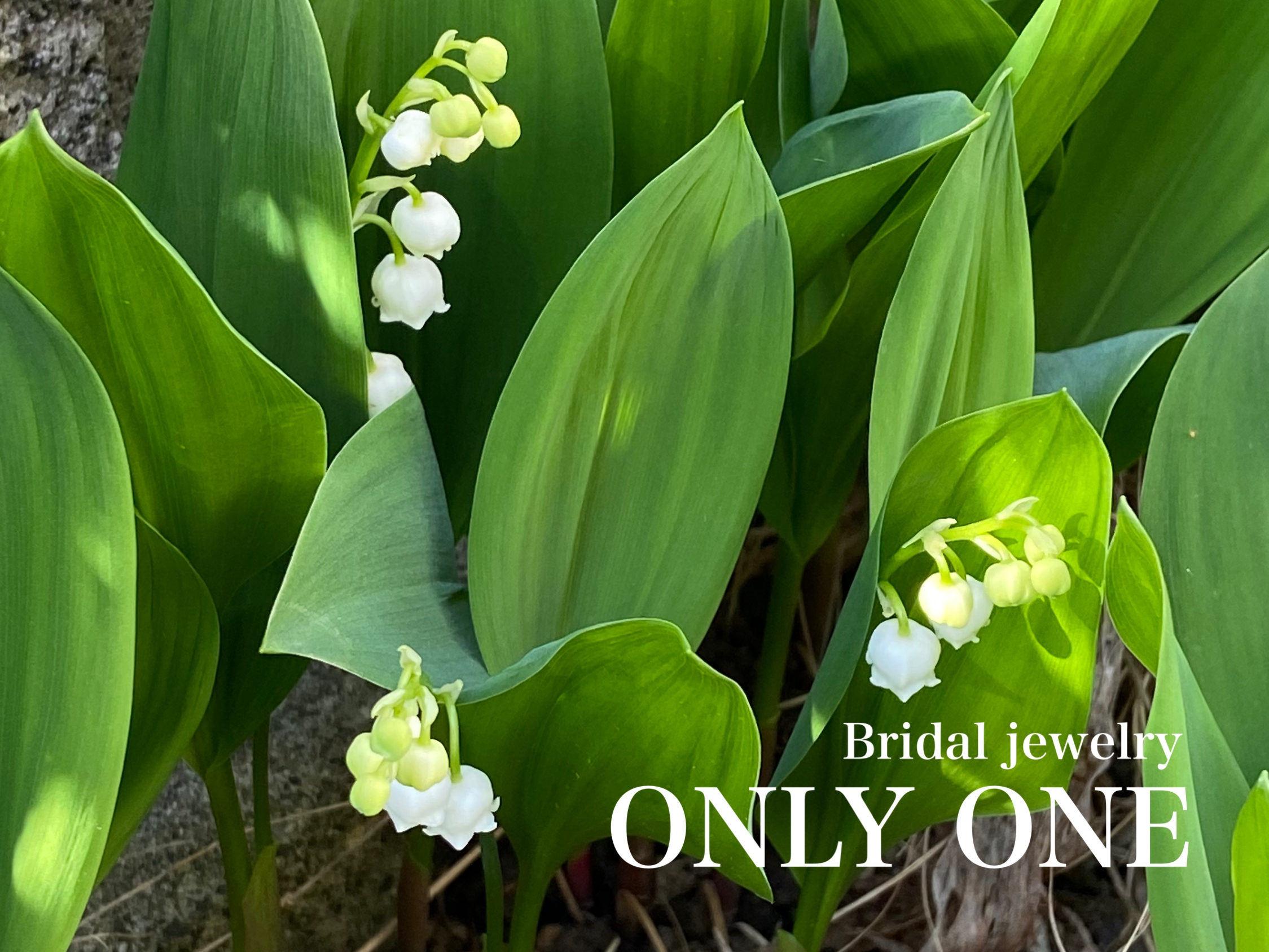 【山梨結婚指輪】我が家のスズラン