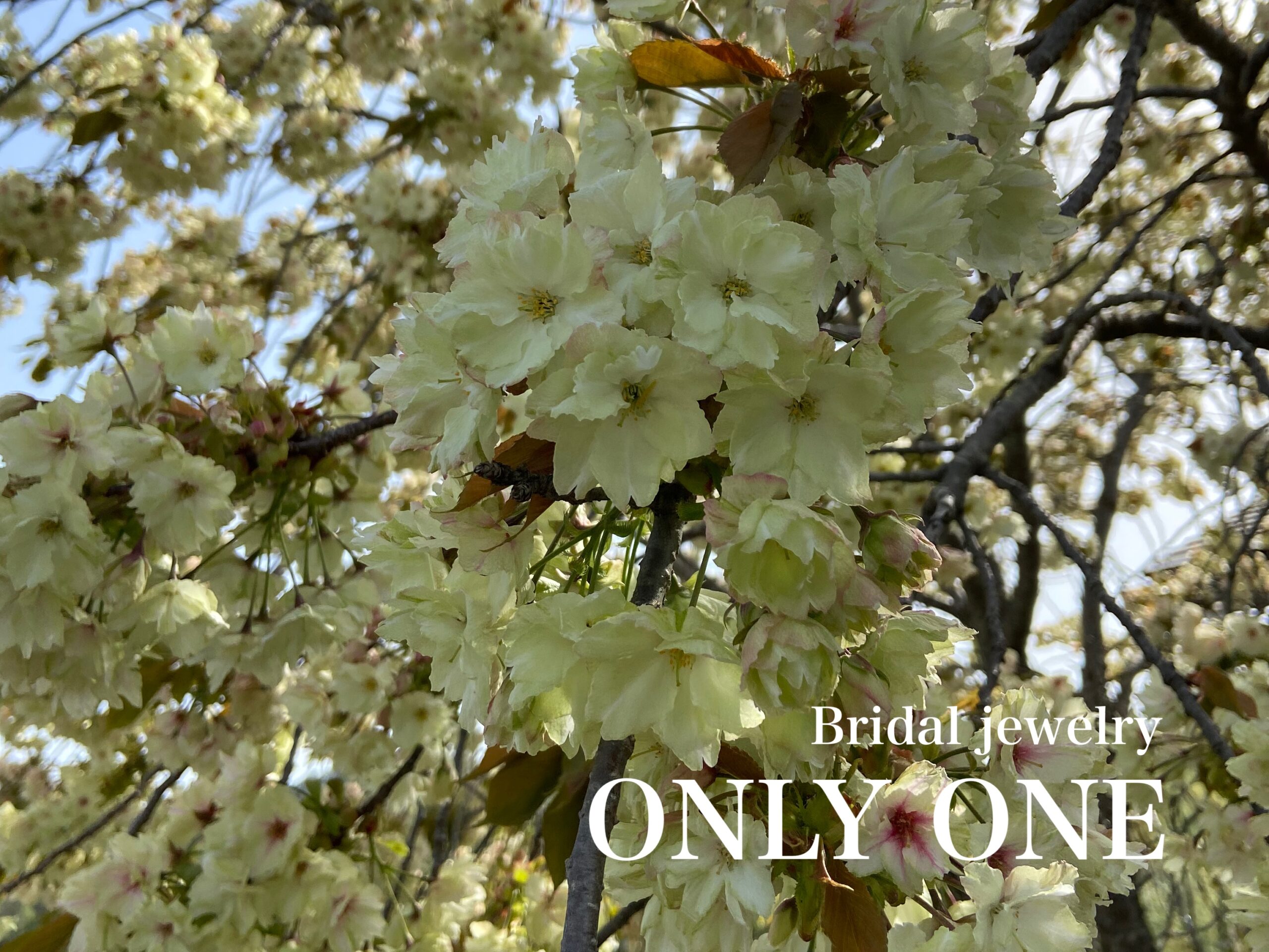 【山梨結婚指輪】散歩道に咲いていた鬱金桜
