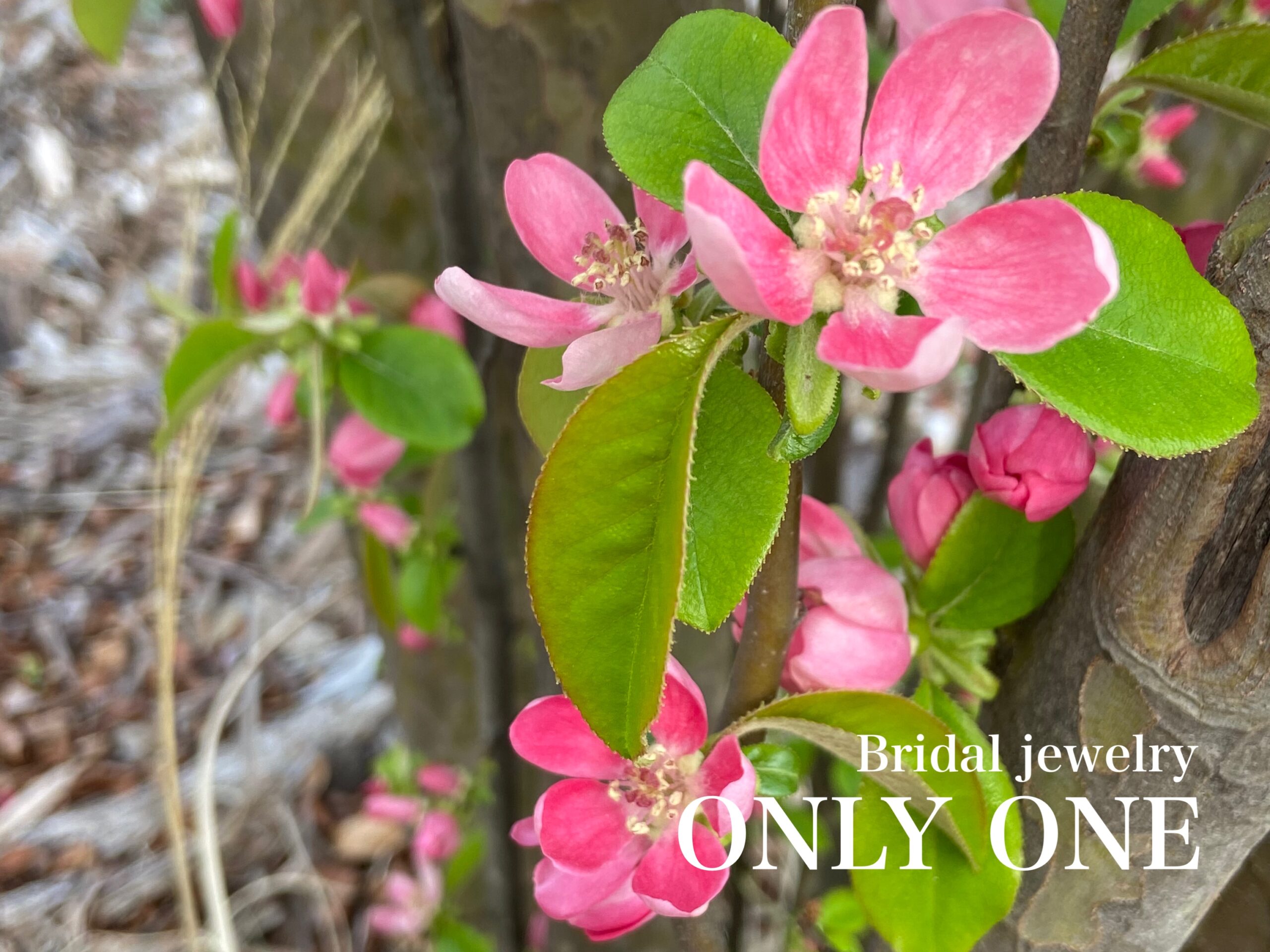 【山梨結婚指輪】散歩で咲いていた「かりんの花」