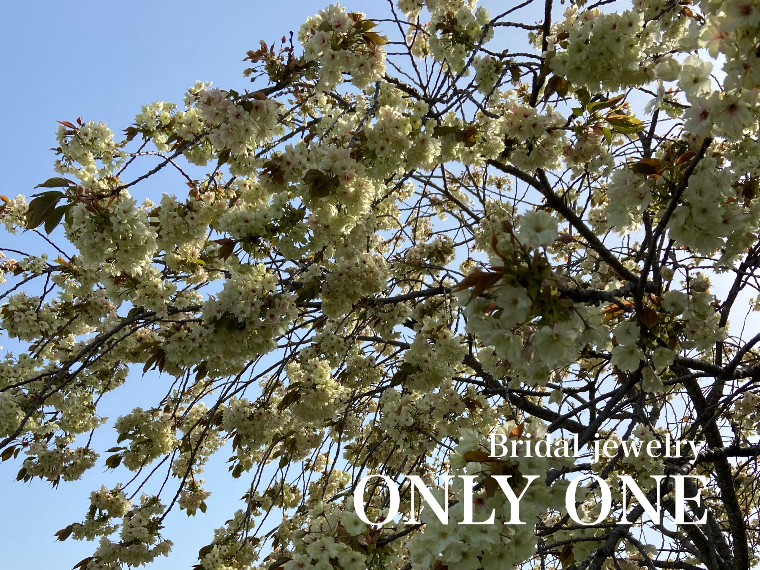 【山梨結婚指輪】鬱金桜/いつもの散歩にて