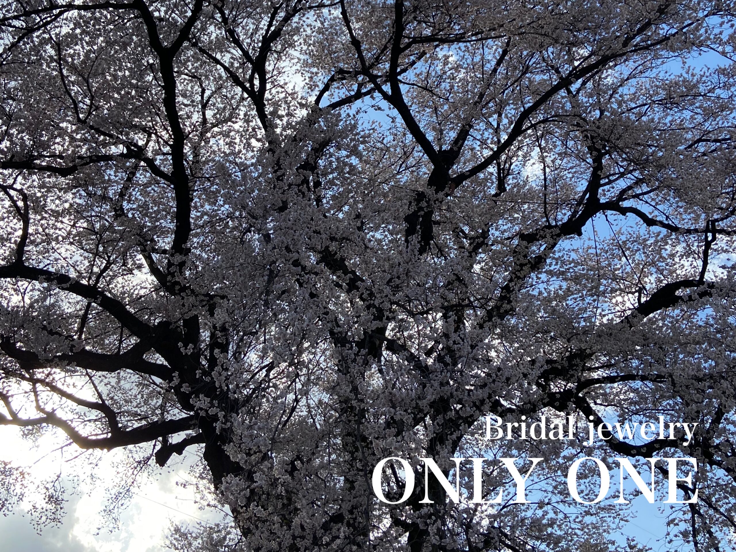 【山梨結婚指輪】わに塚の桜アップ