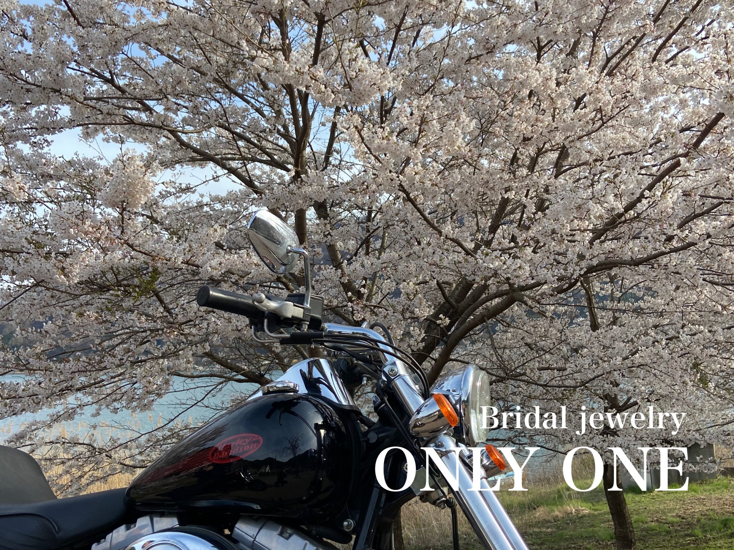 【山梨結婚指輪】お花見ツーリング/ハーレー