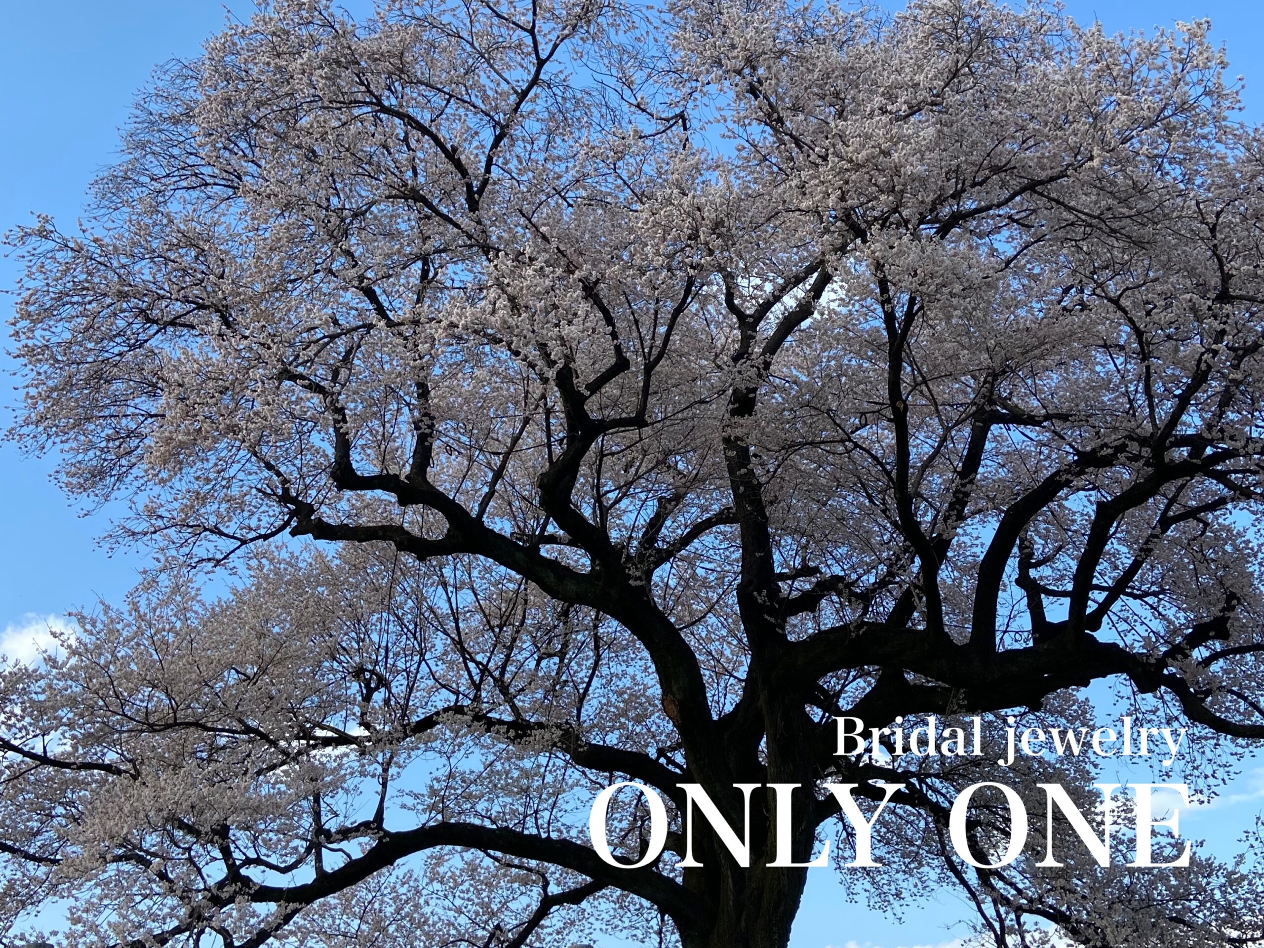 【山梨結婚指輪】わに塚の一本桜(ツーリング)