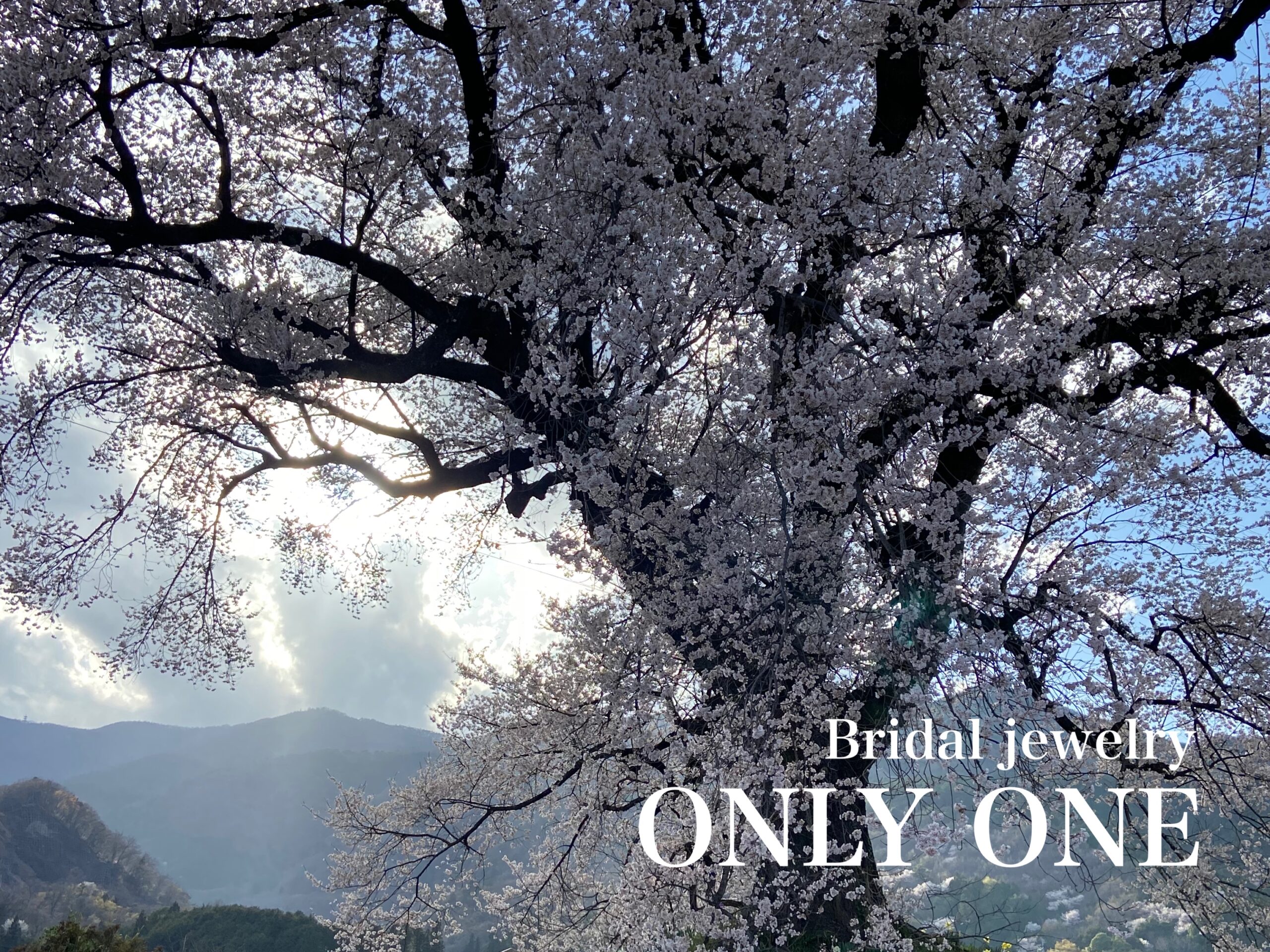 【山梨結婚指輪】お花見ツーリングわに塚の一本桜