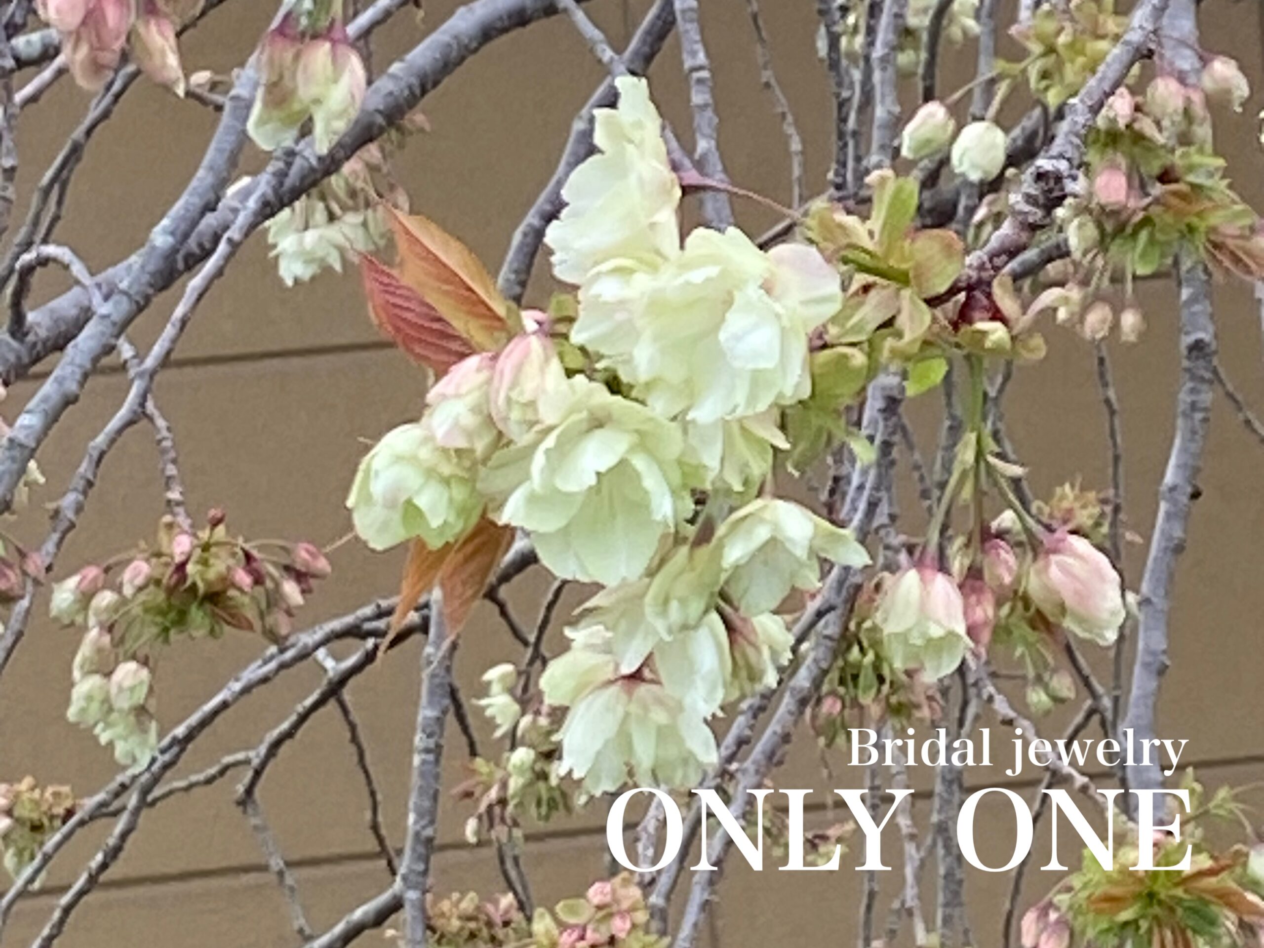 【山梨結婚指輪】散歩にて咲いていた鬱金桜