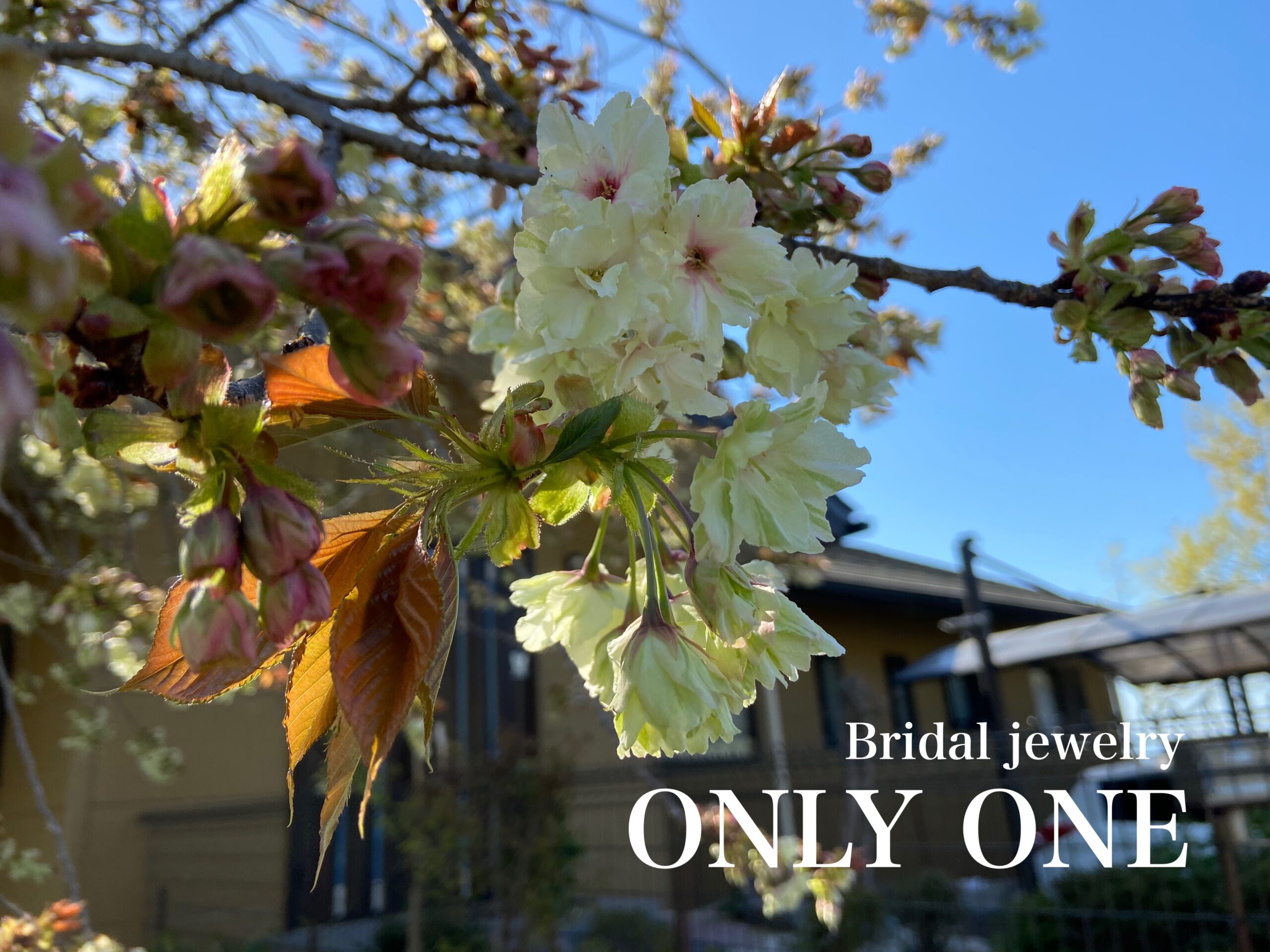 【山梨結婚指輪】地域の鬱金桜