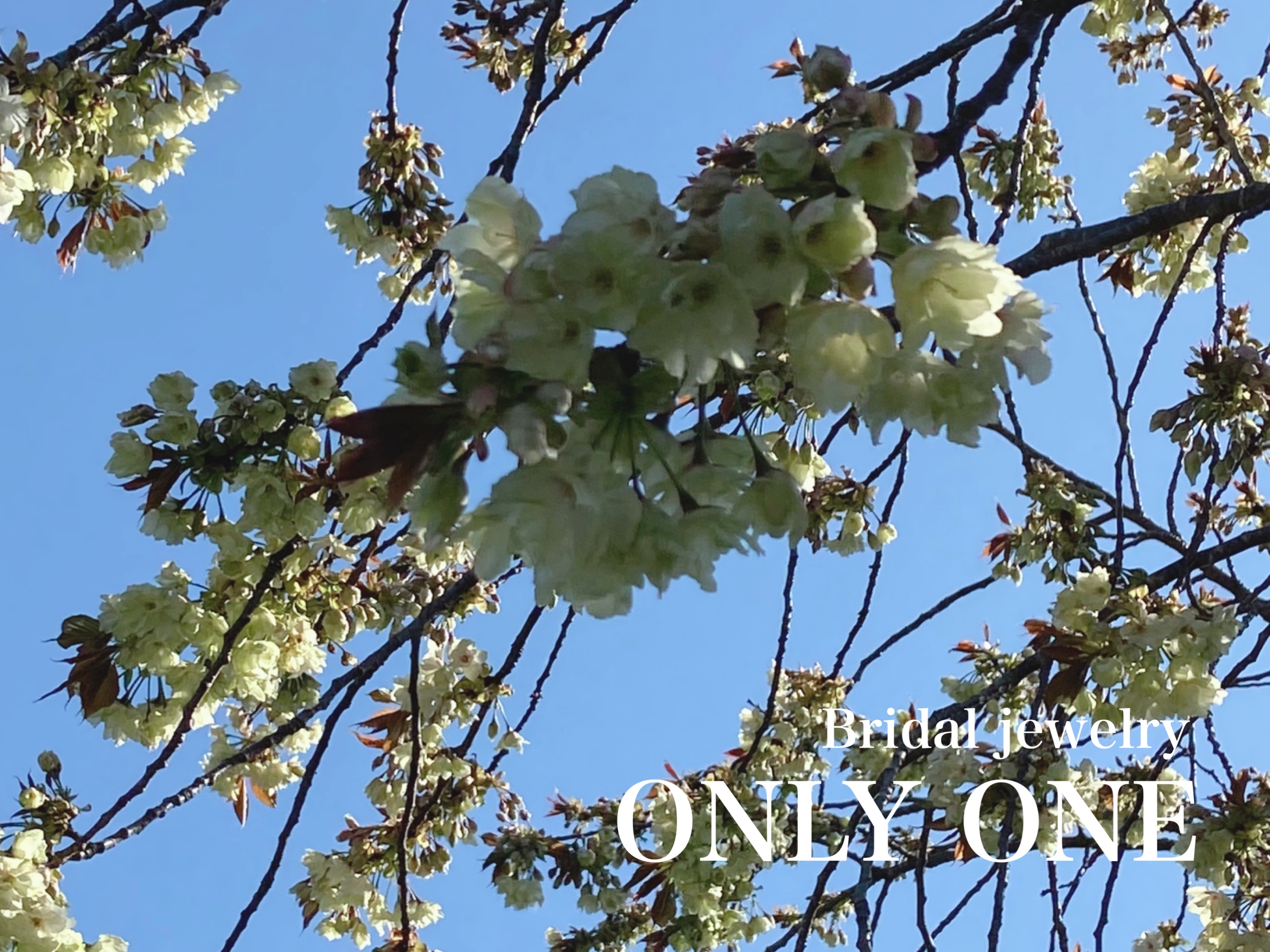 【山梨結婚指輪】散歩にて咲いていた鬱金桜