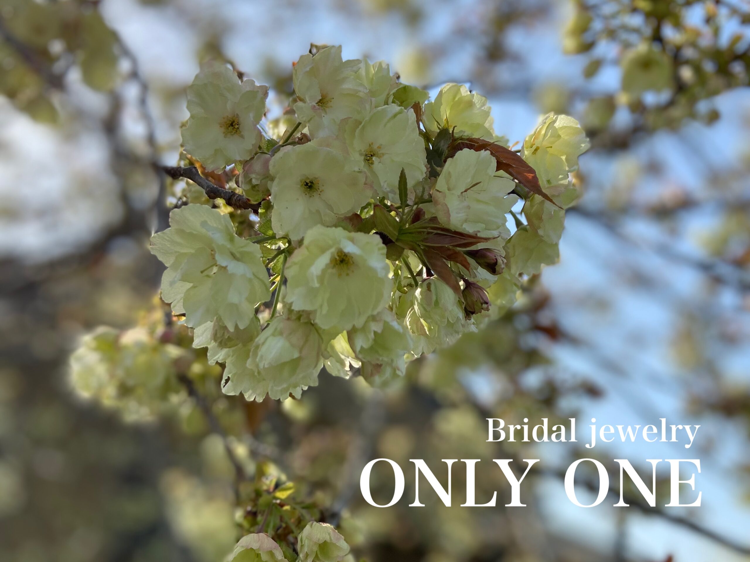 【山梨結婚指輪】鬱金桜/散歩にて！