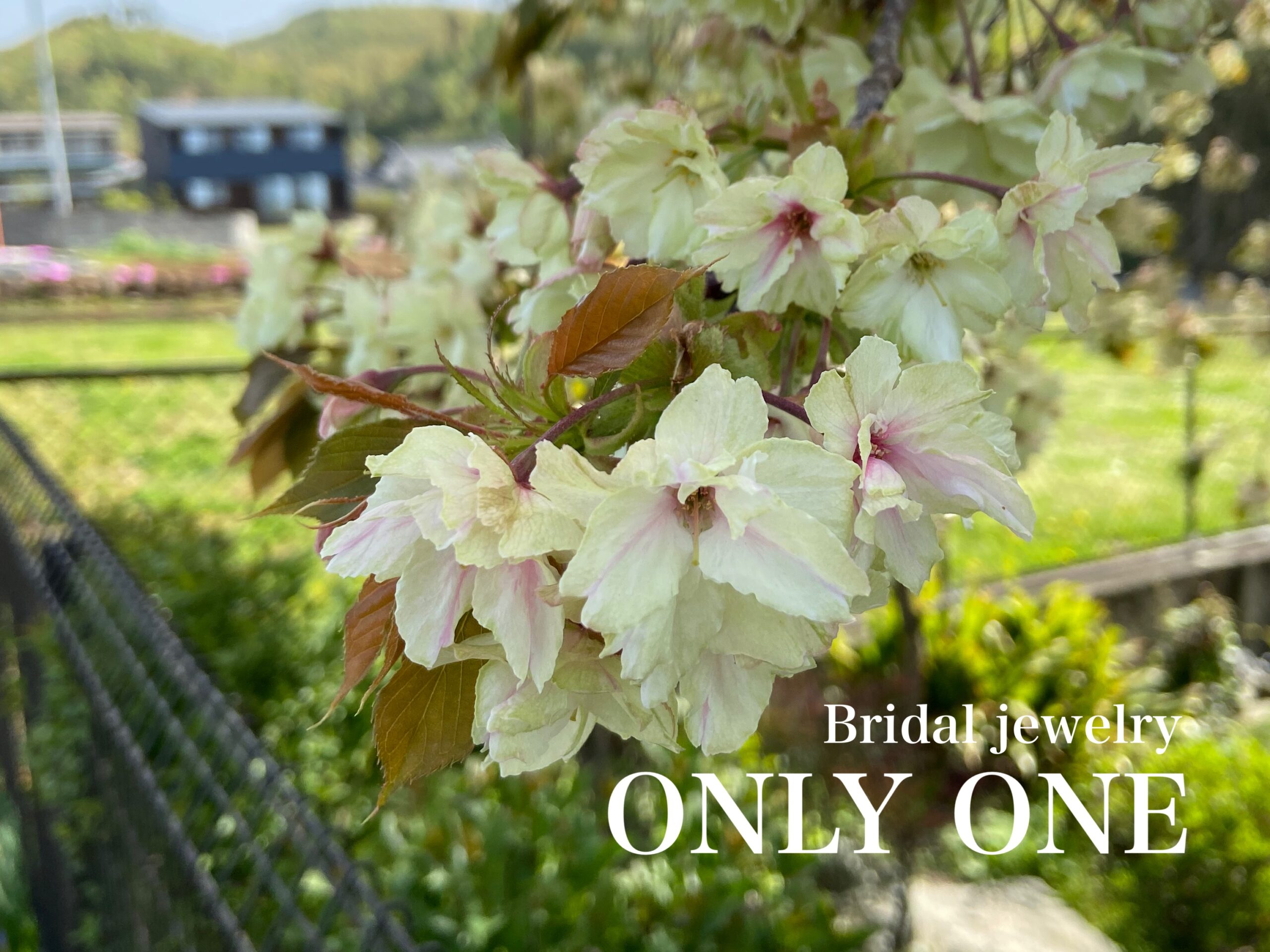 【山梨結婚指輪】散歩道に有る鬱金桜