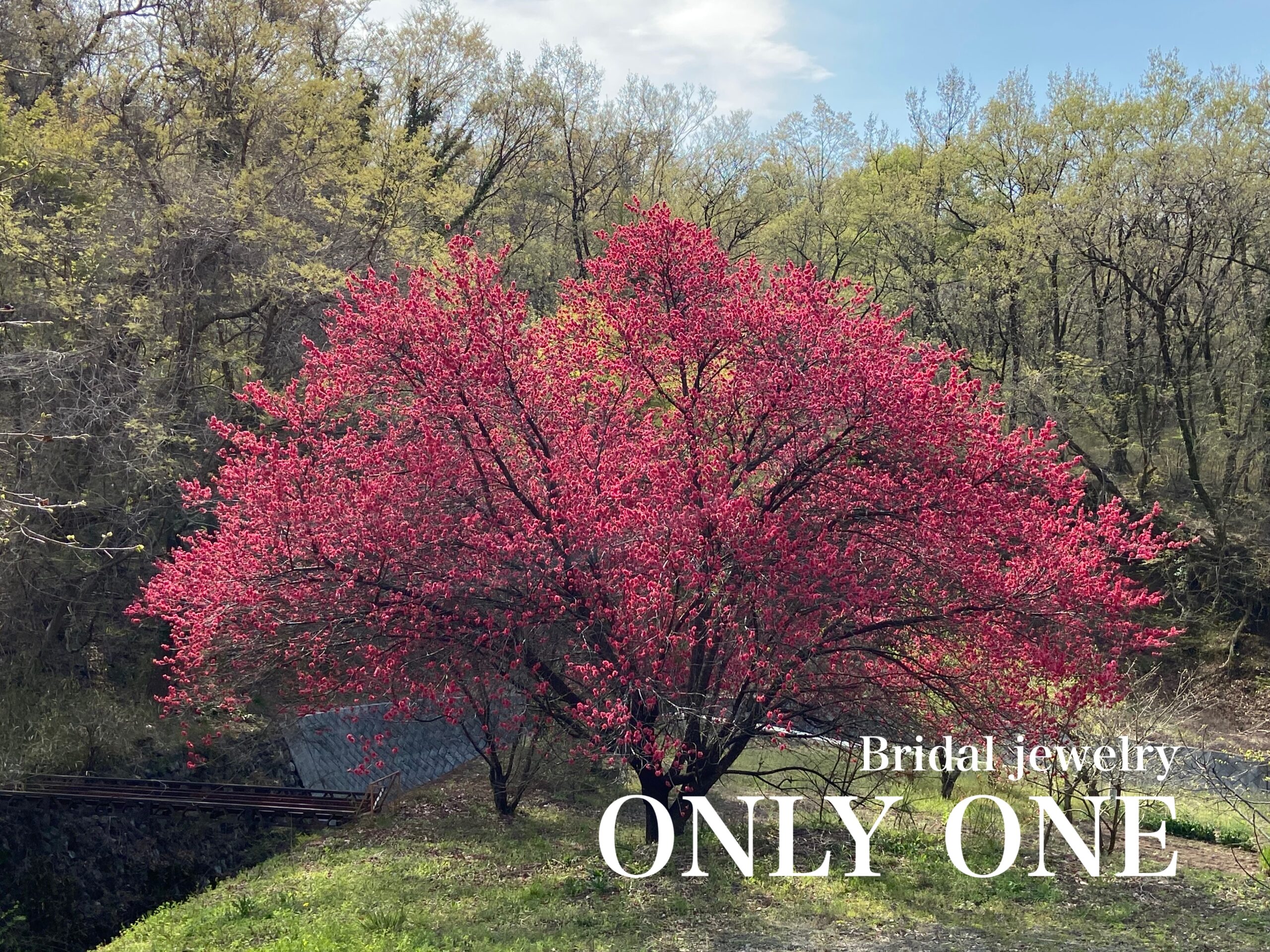 【山梨結婚指輪】紅梅の花