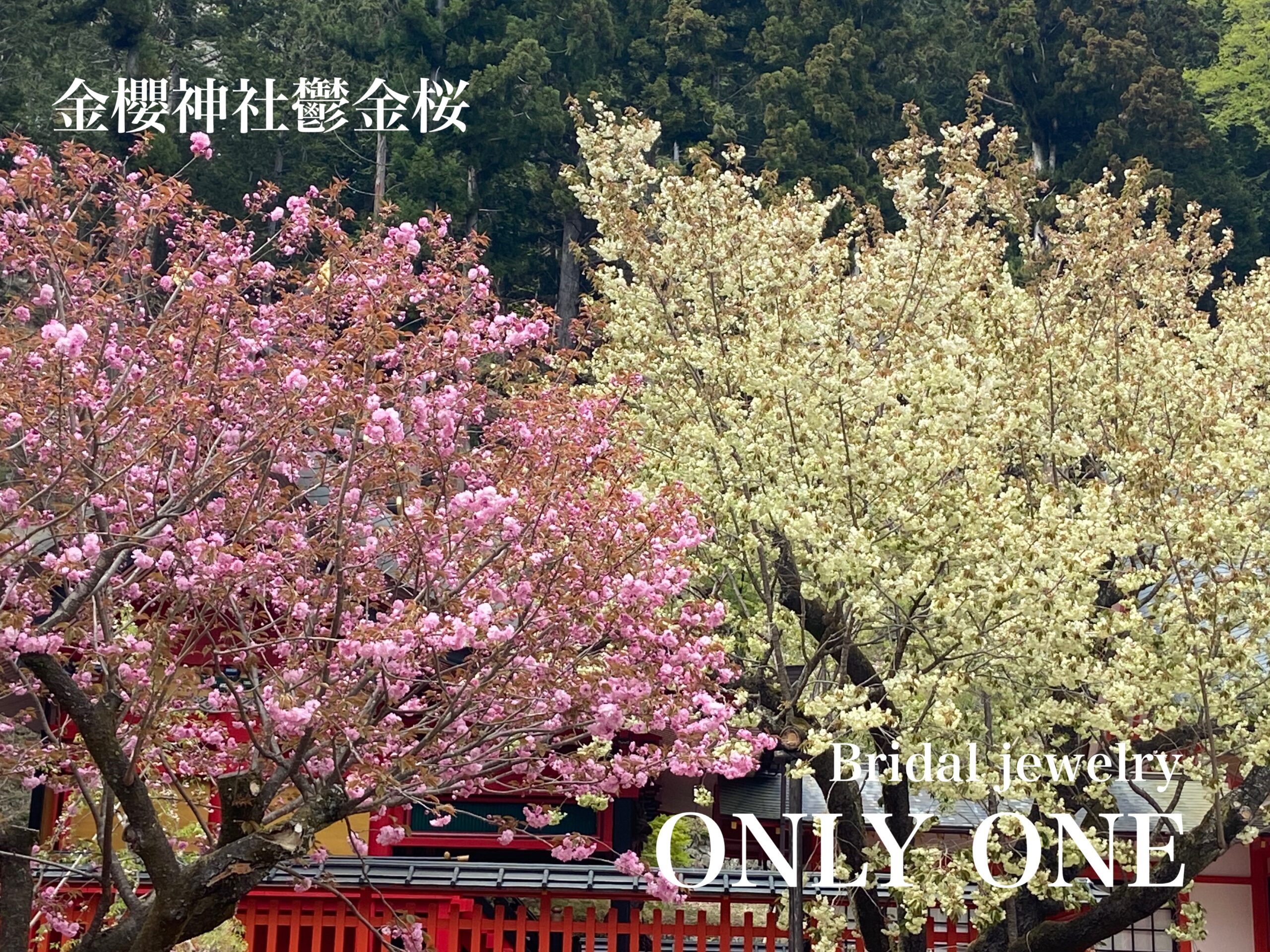 【山梨結婚指輪】金櫻神社鬱金桜