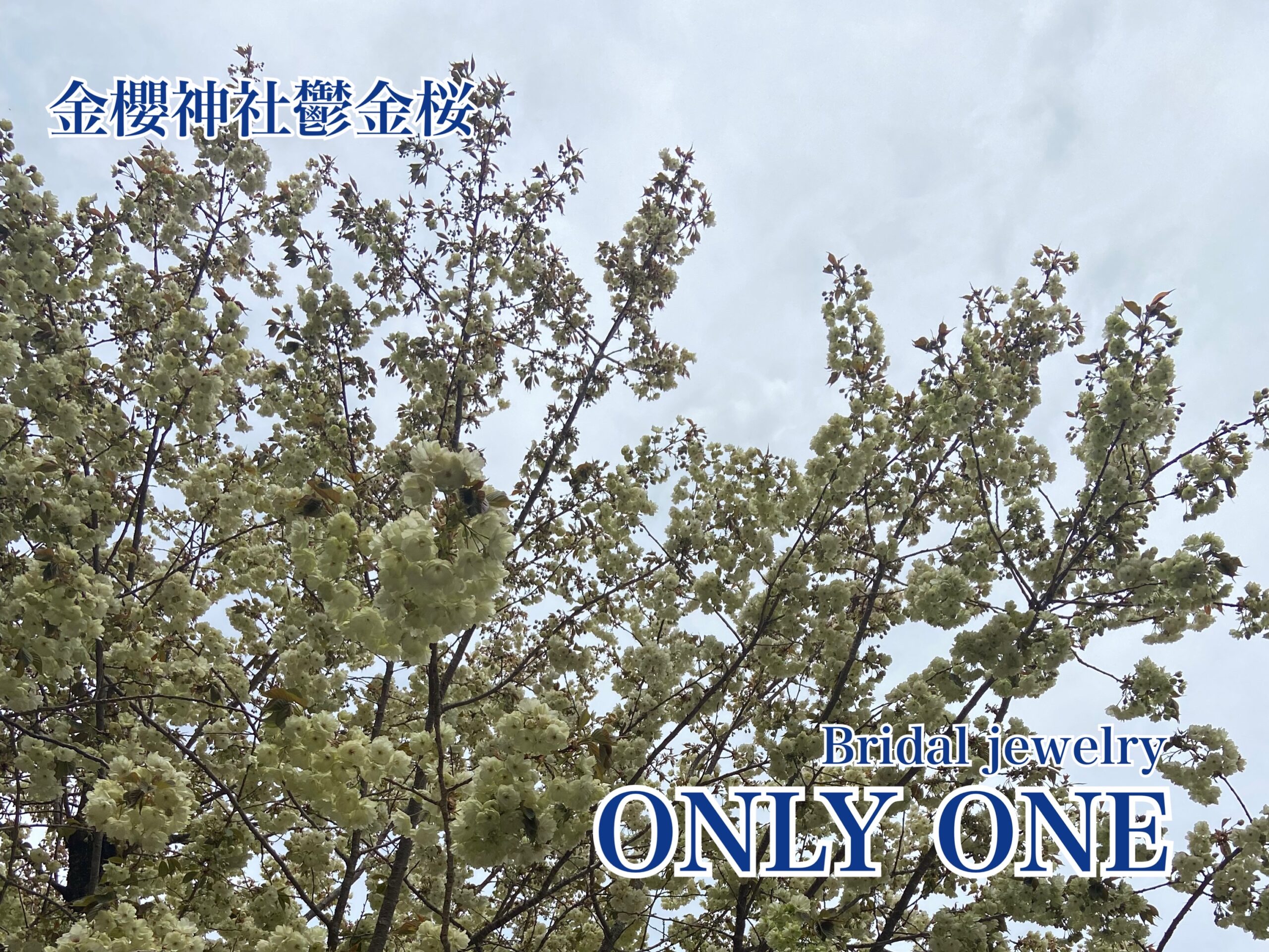 【山梨結婚指輪】金櫻神社「鬱金桜」