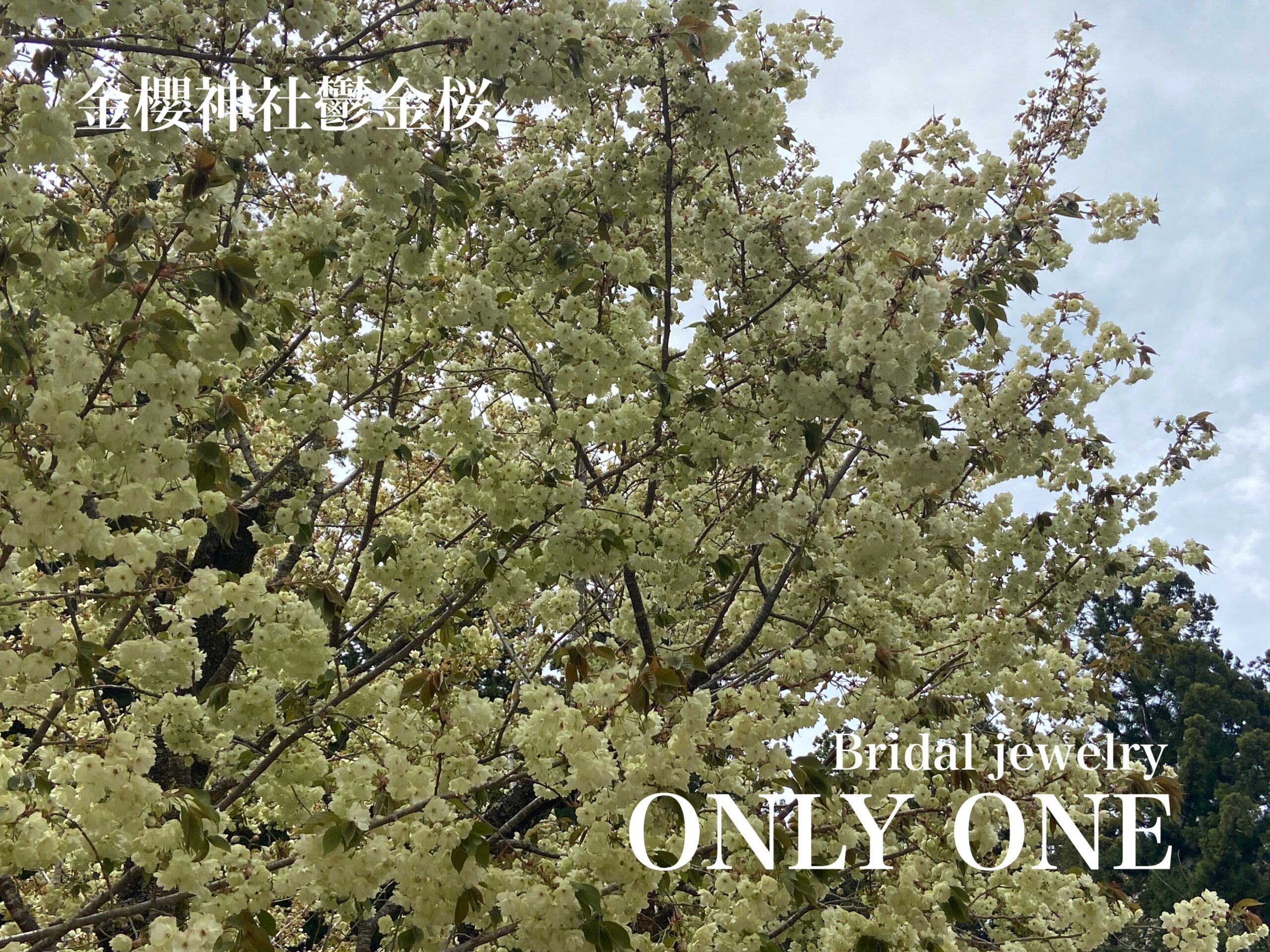 【山梨結婚指輪】金櫻神社満開「鬱金桜」