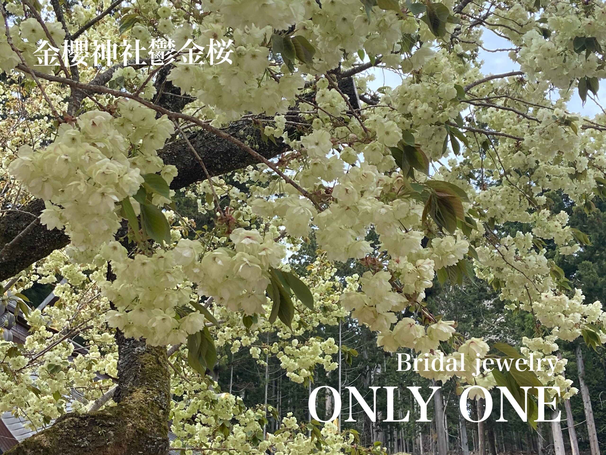 【山梨結婚指輪】金櫻神社「鬱金桜」満開
