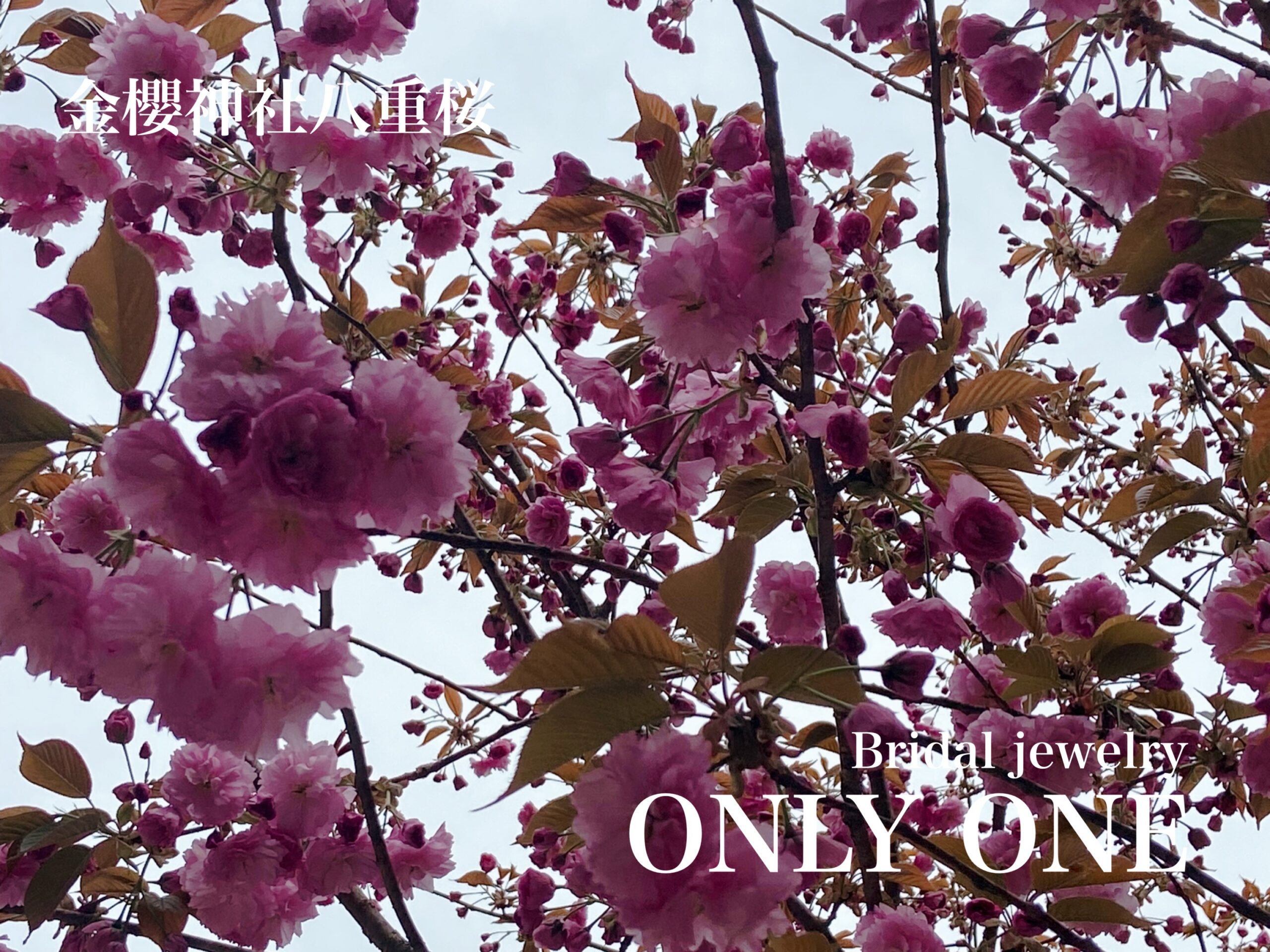 【山梨結婚指輪】金櫻神社八重桜