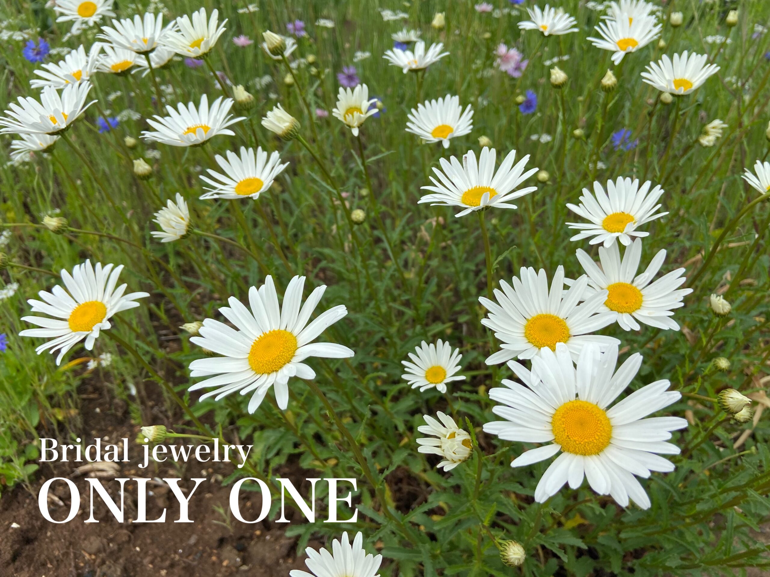 【山梨結婚指輪】定番のマーガレットの花