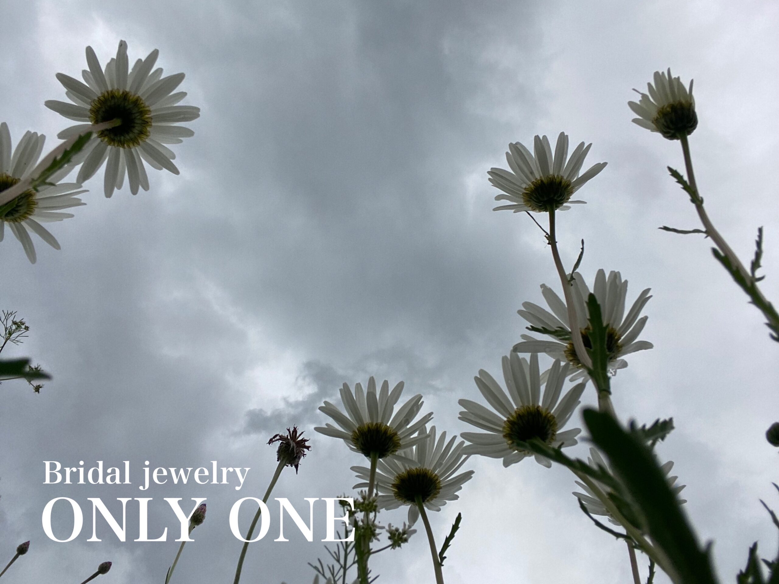 【山梨結婚指輪】空に向かって咲くマーガレット