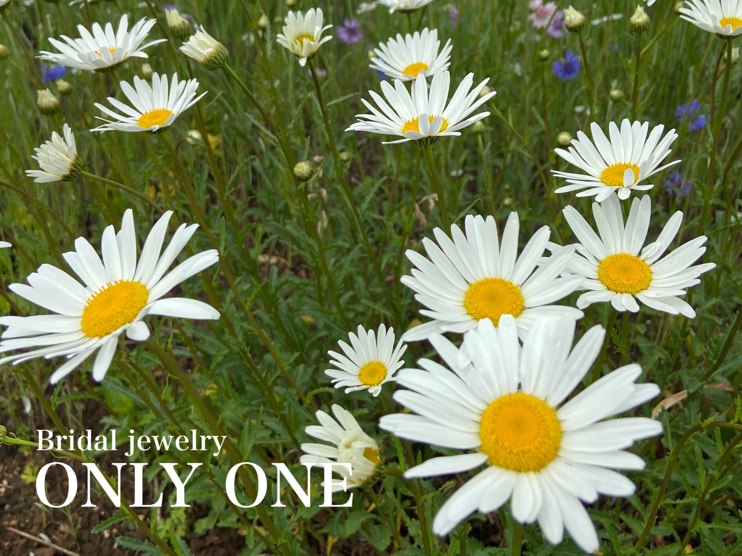 【山梨結婚指輪】カワイイ/マーガレットの花