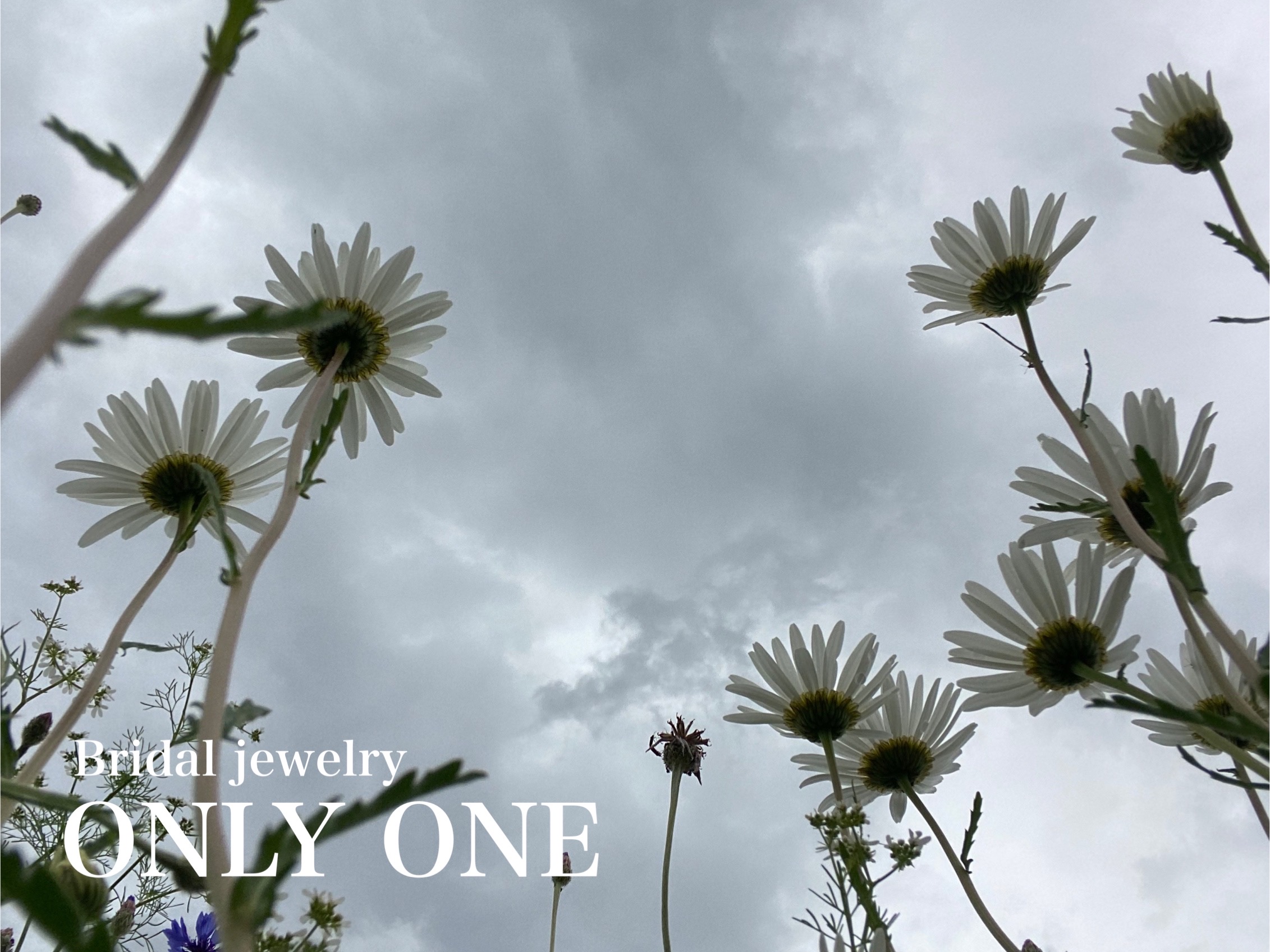 【山梨結婚指輪】お店の隣りのマーガレット