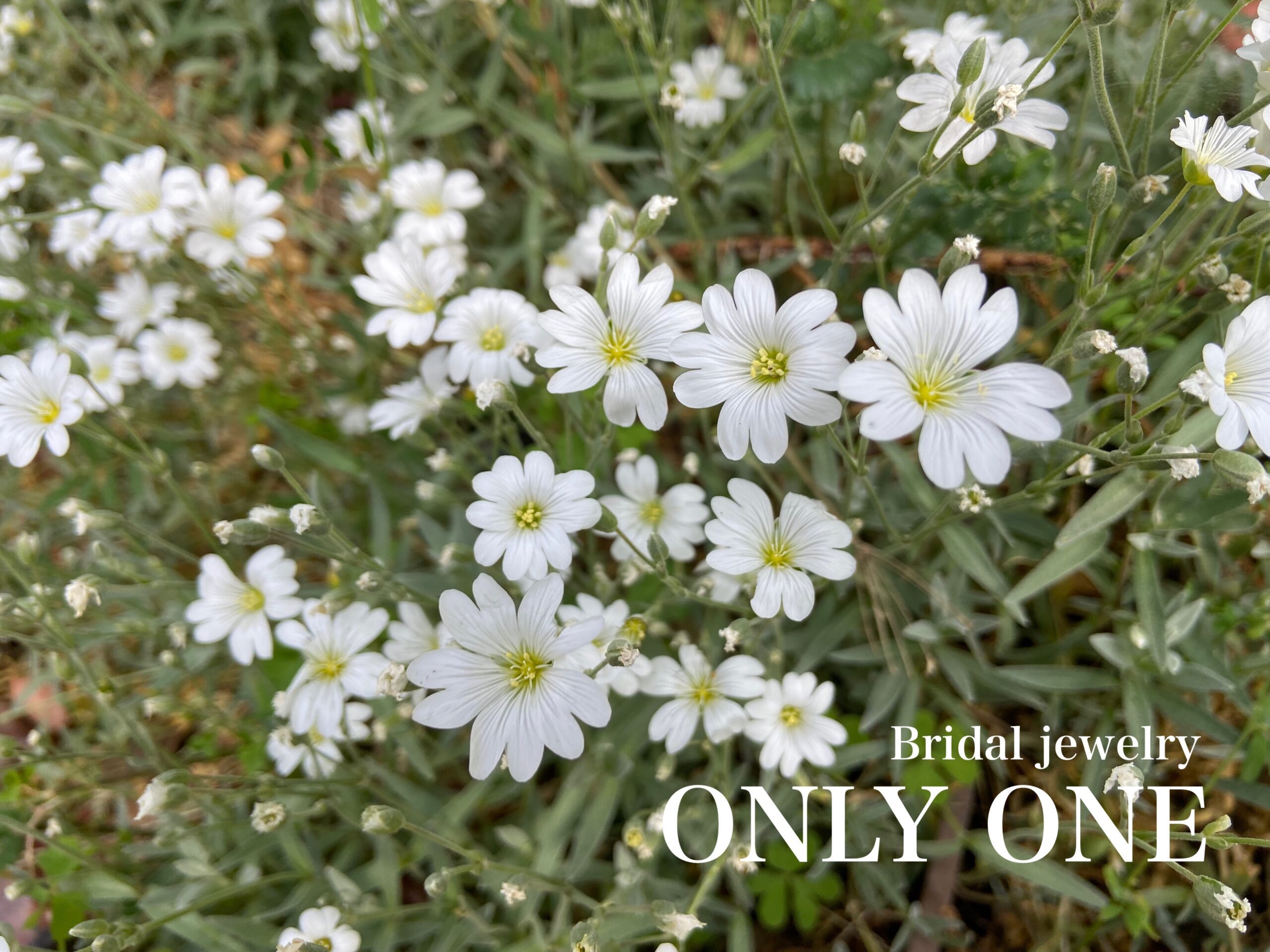 【山梨結婚指輪】カワイイ「白い花」