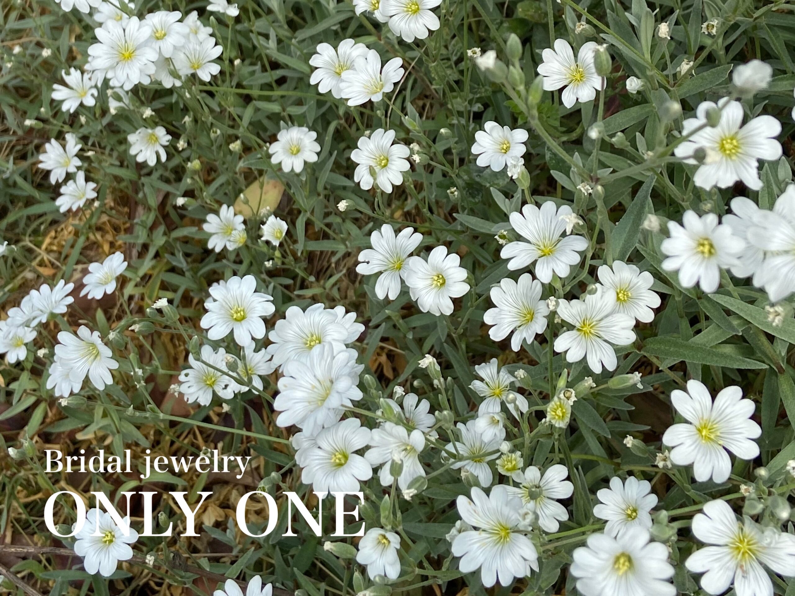 【山梨結婚指輪】自宅の「白い花」