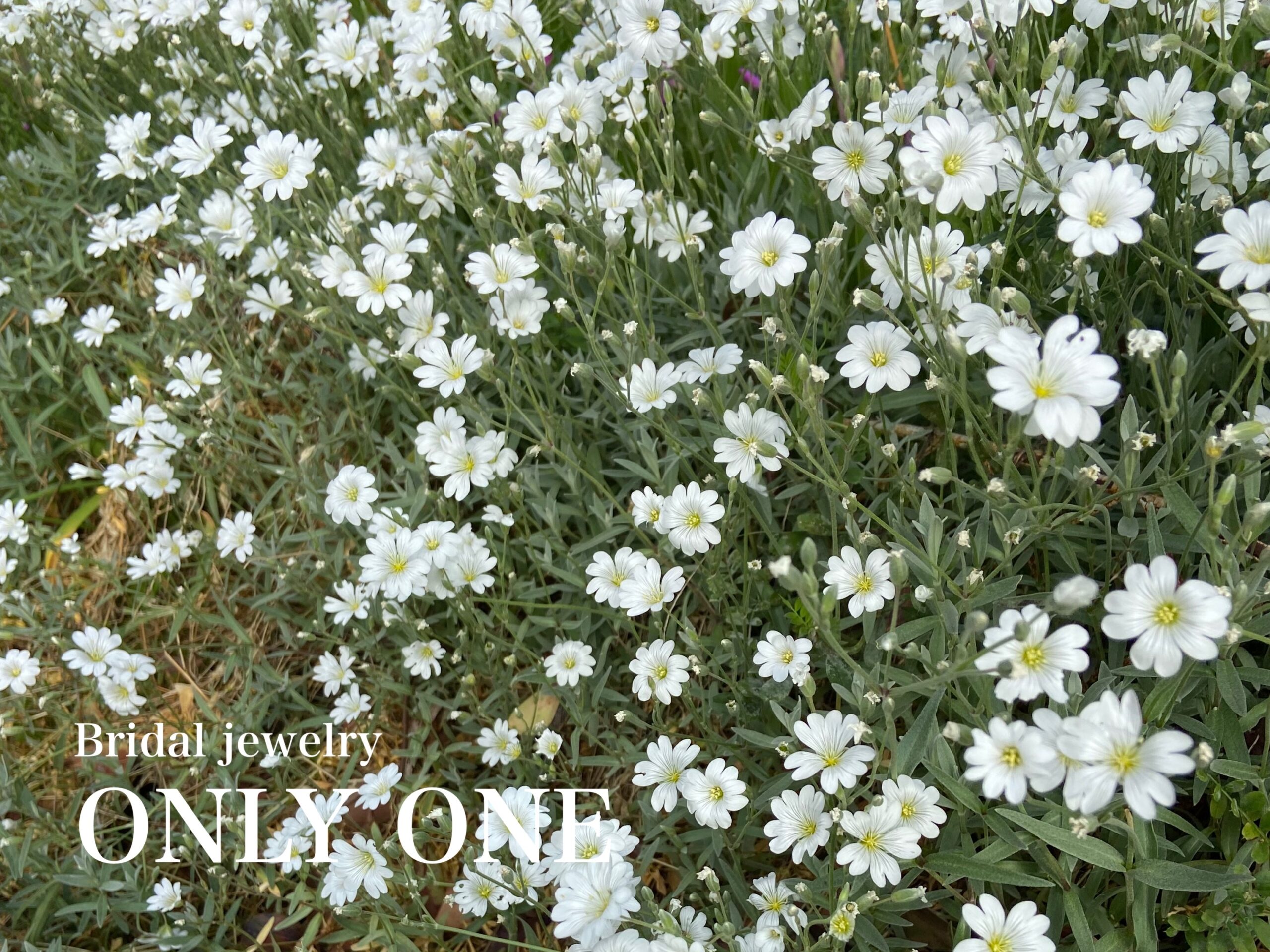 【山梨結婚指輪】我が家の「白い花」