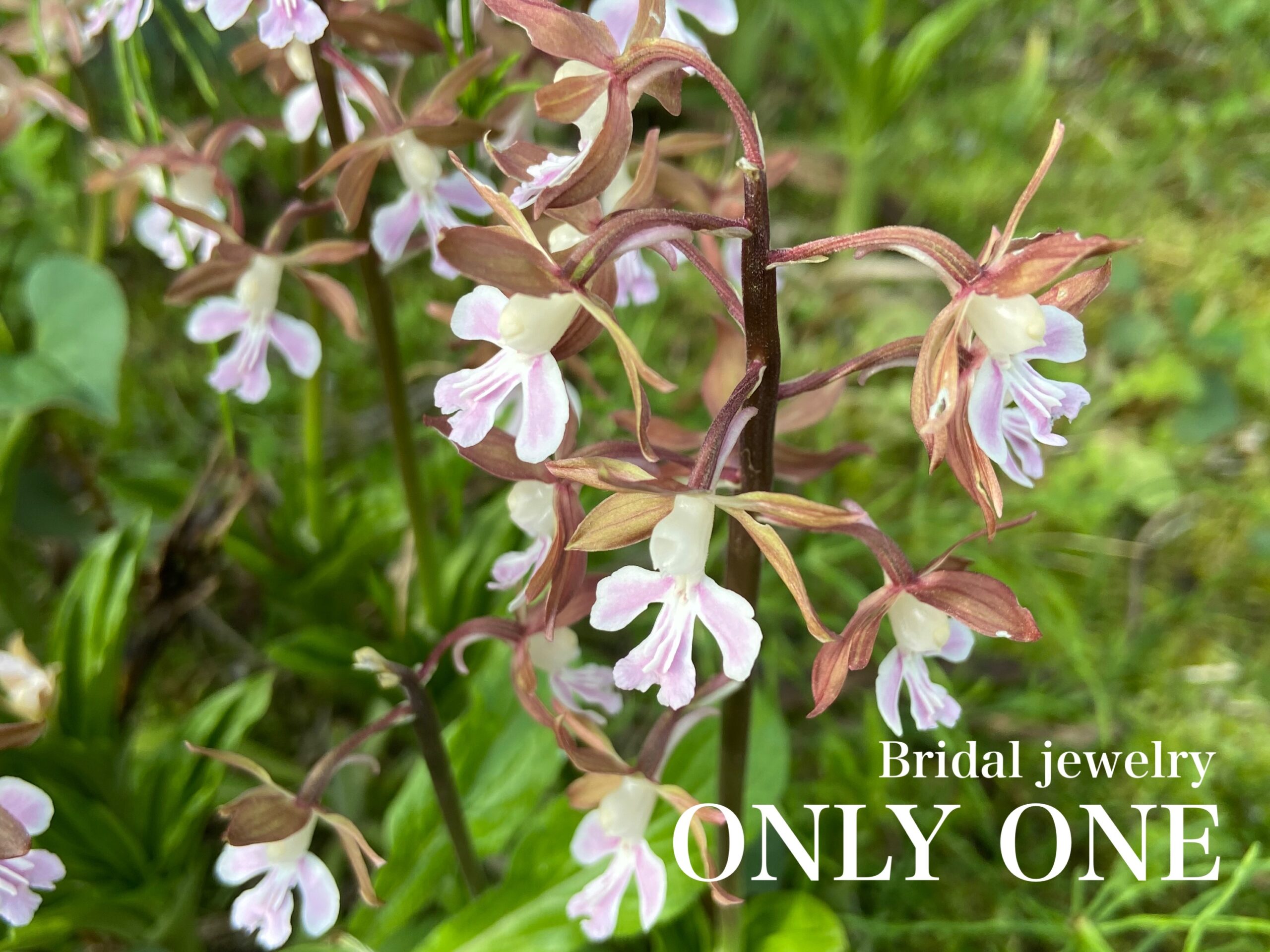 【山梨結婚指輪】庭に咲いたエビネラン