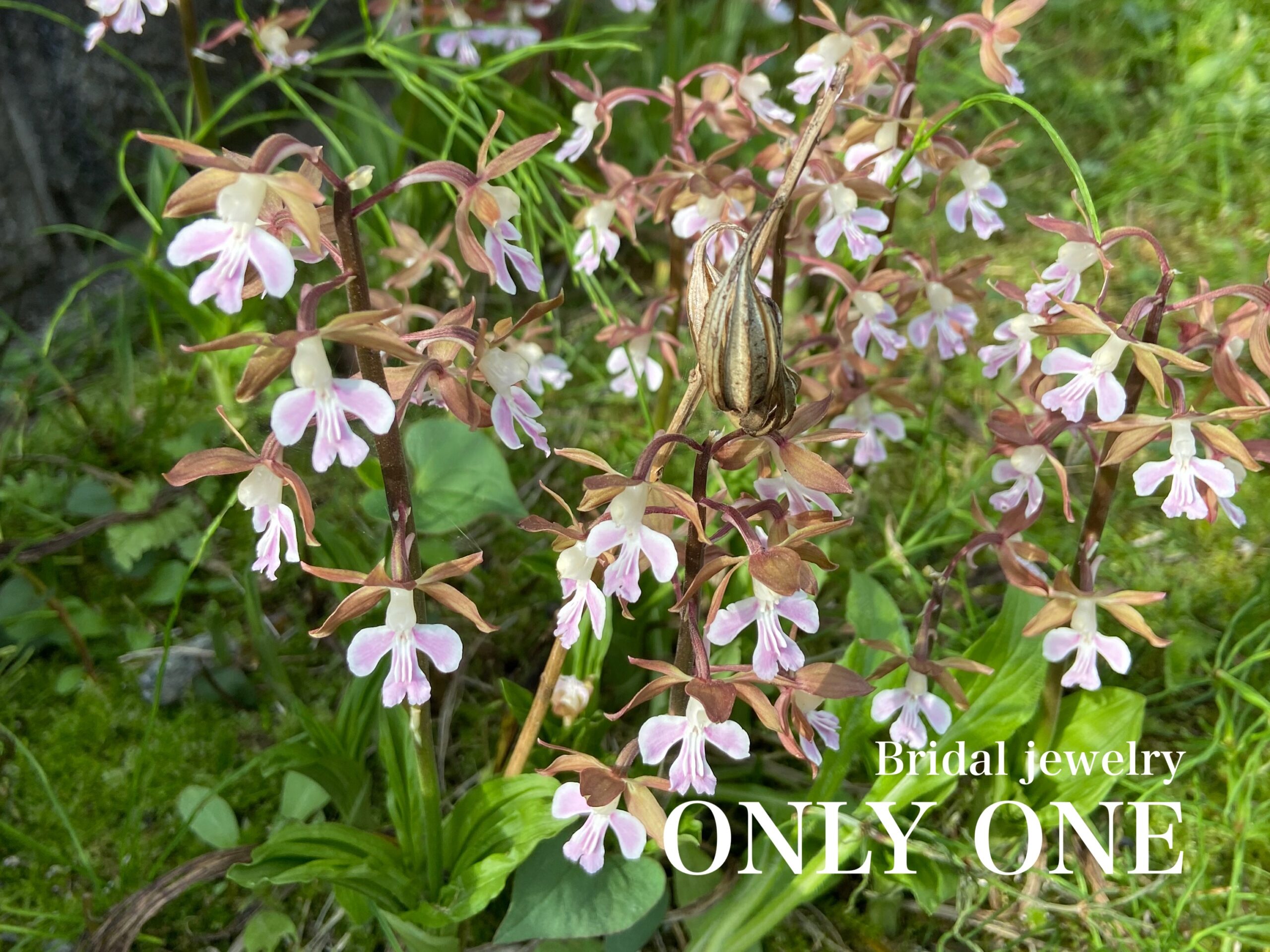 【山梨結婚指輪】我が家のエビネラン