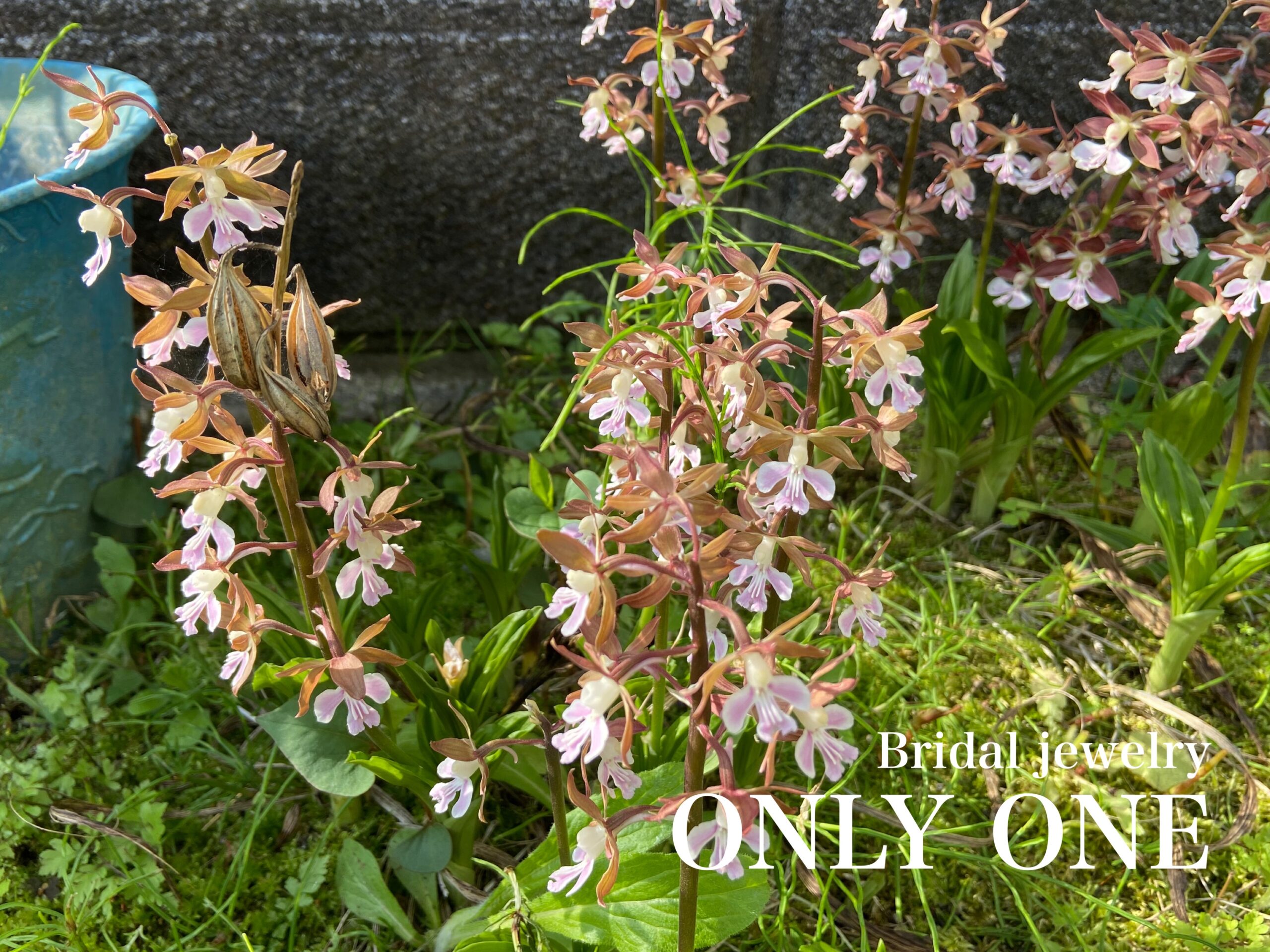 【山梨結婚指輪】エビネラン