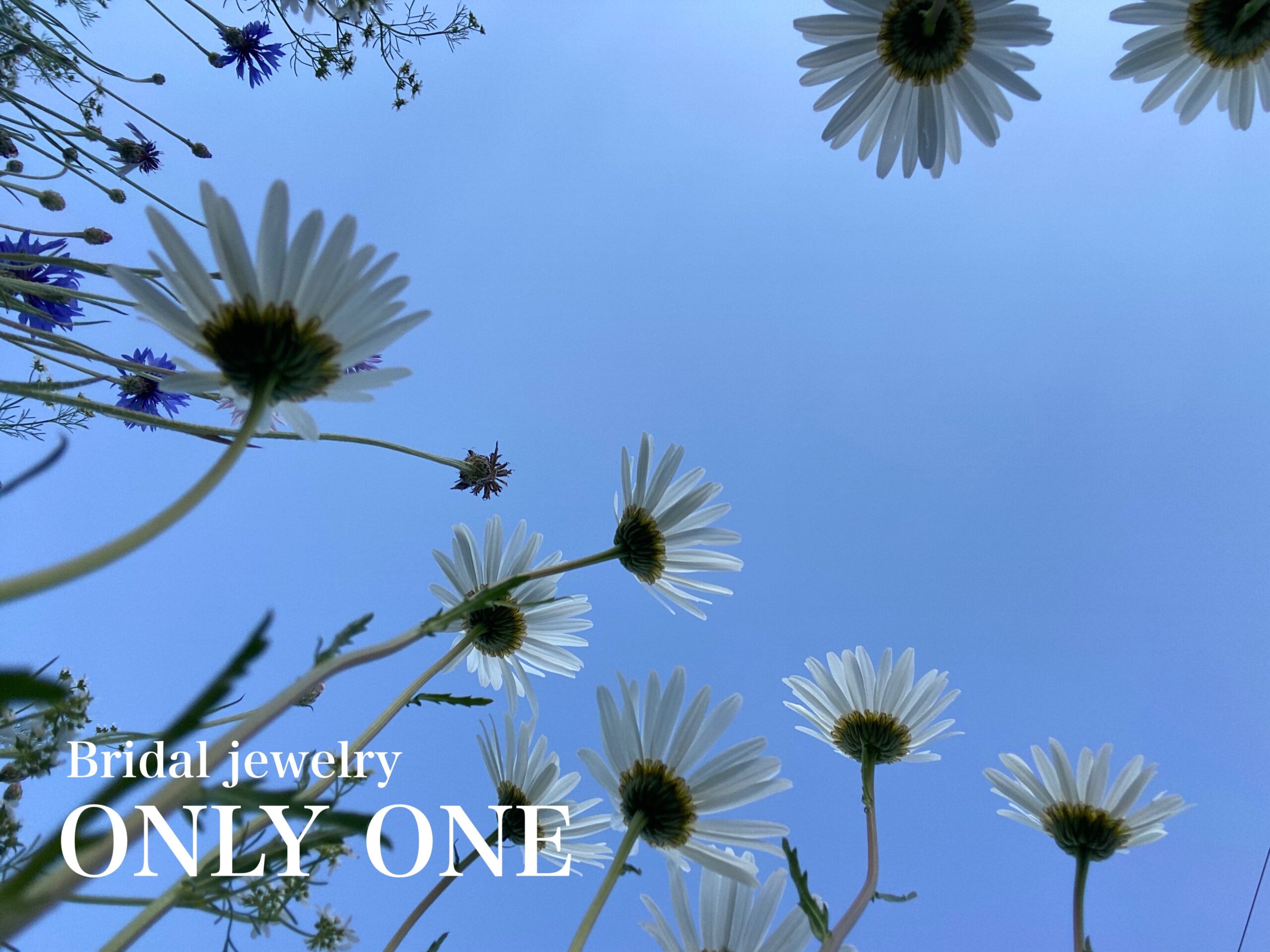 【山梨結婚指輪】青空とマーガレット