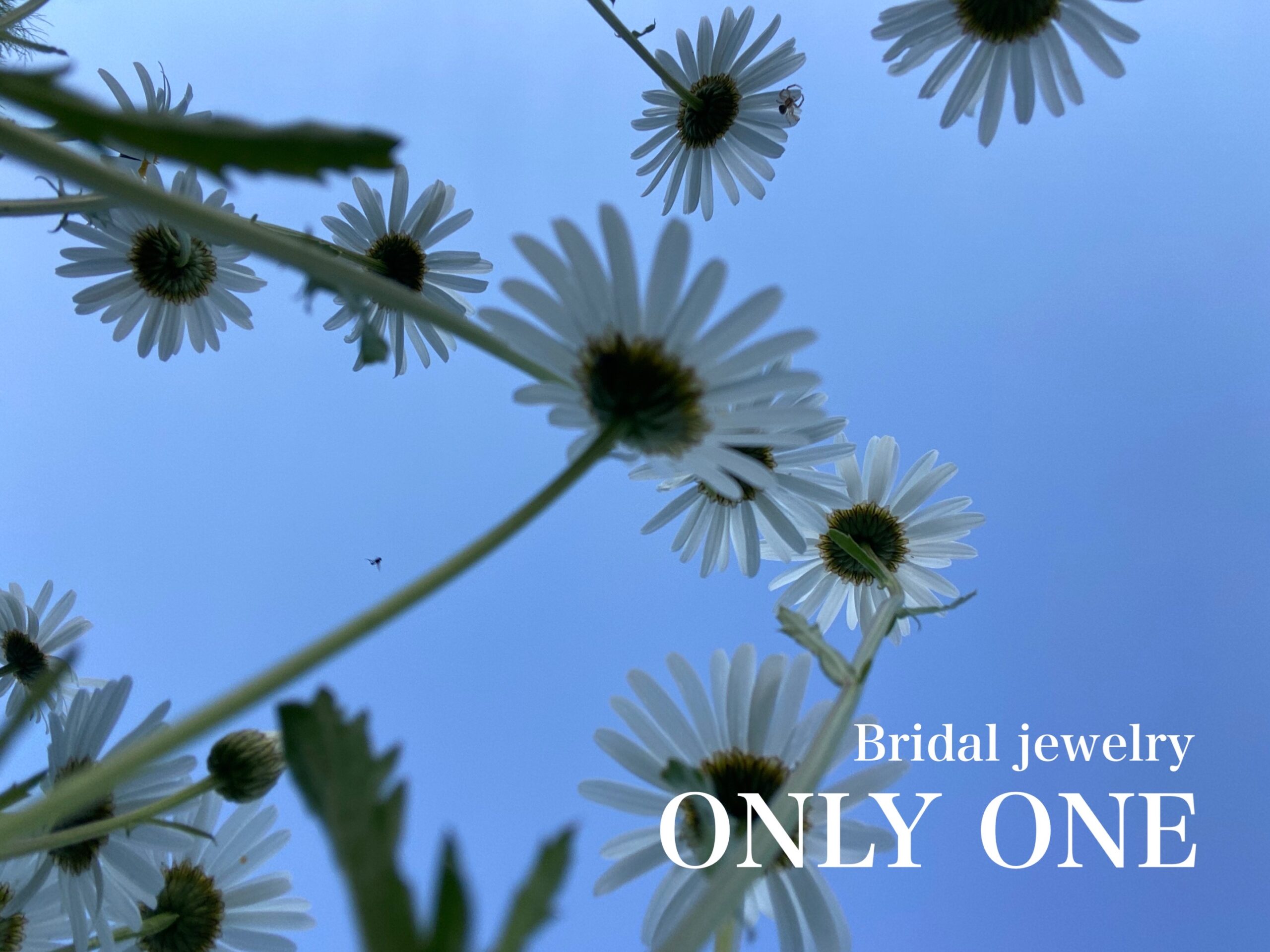 【山梨結婚指輪】マーガレットの花&青空