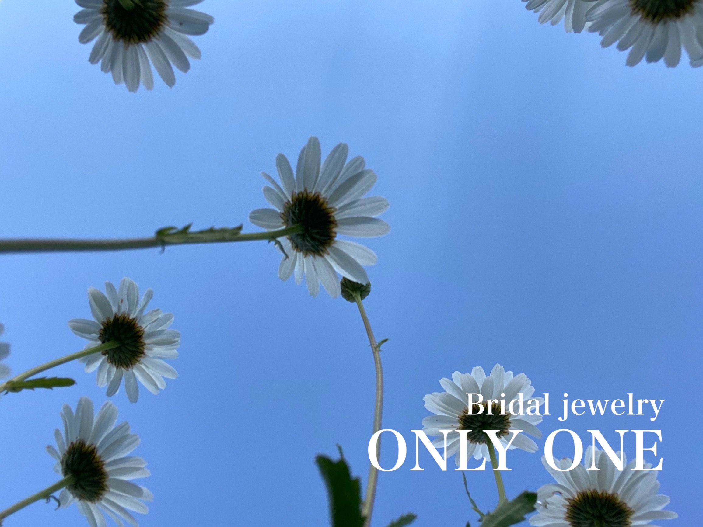 【山梨結婚指輪】ご近所のマーガレットの花