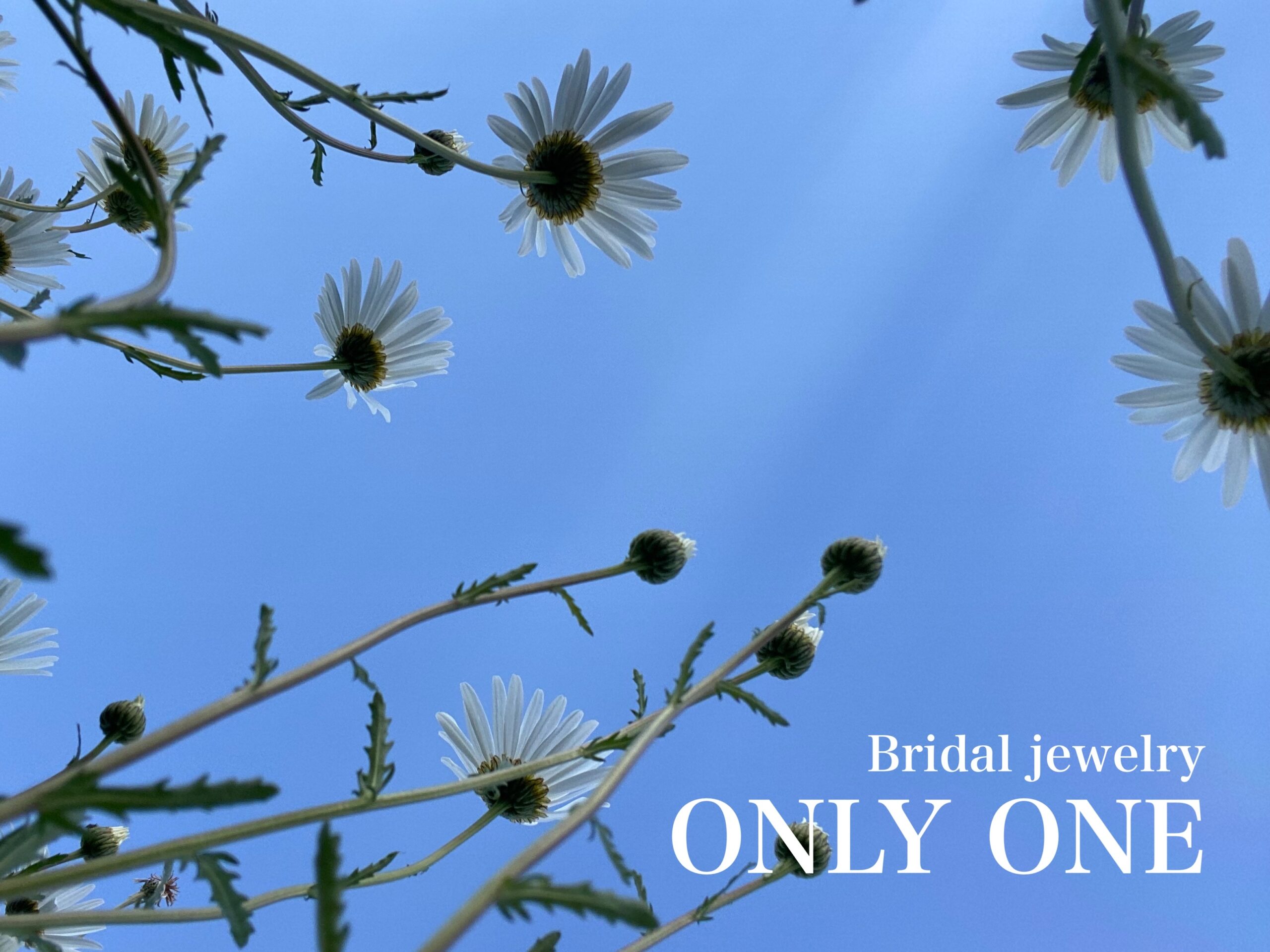 【山梨結婚指輪】青空に映えるマーガレット