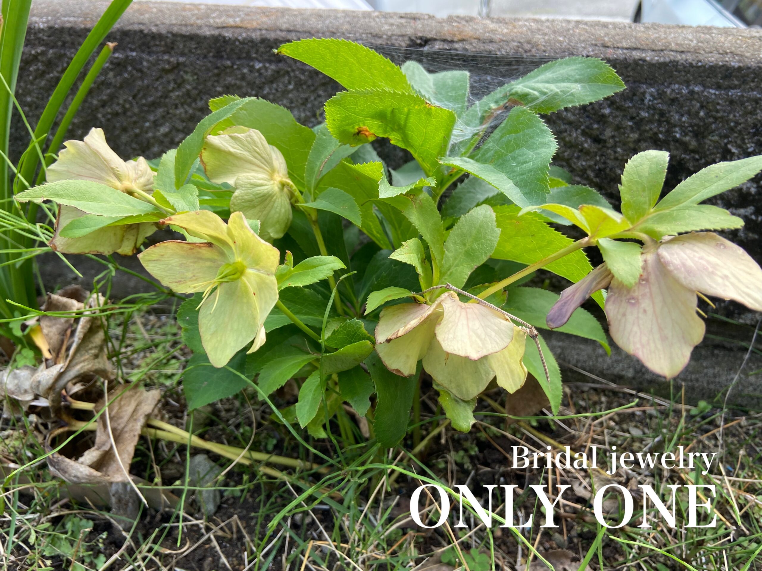 【山梨結婚指輪】クリスマスローズ