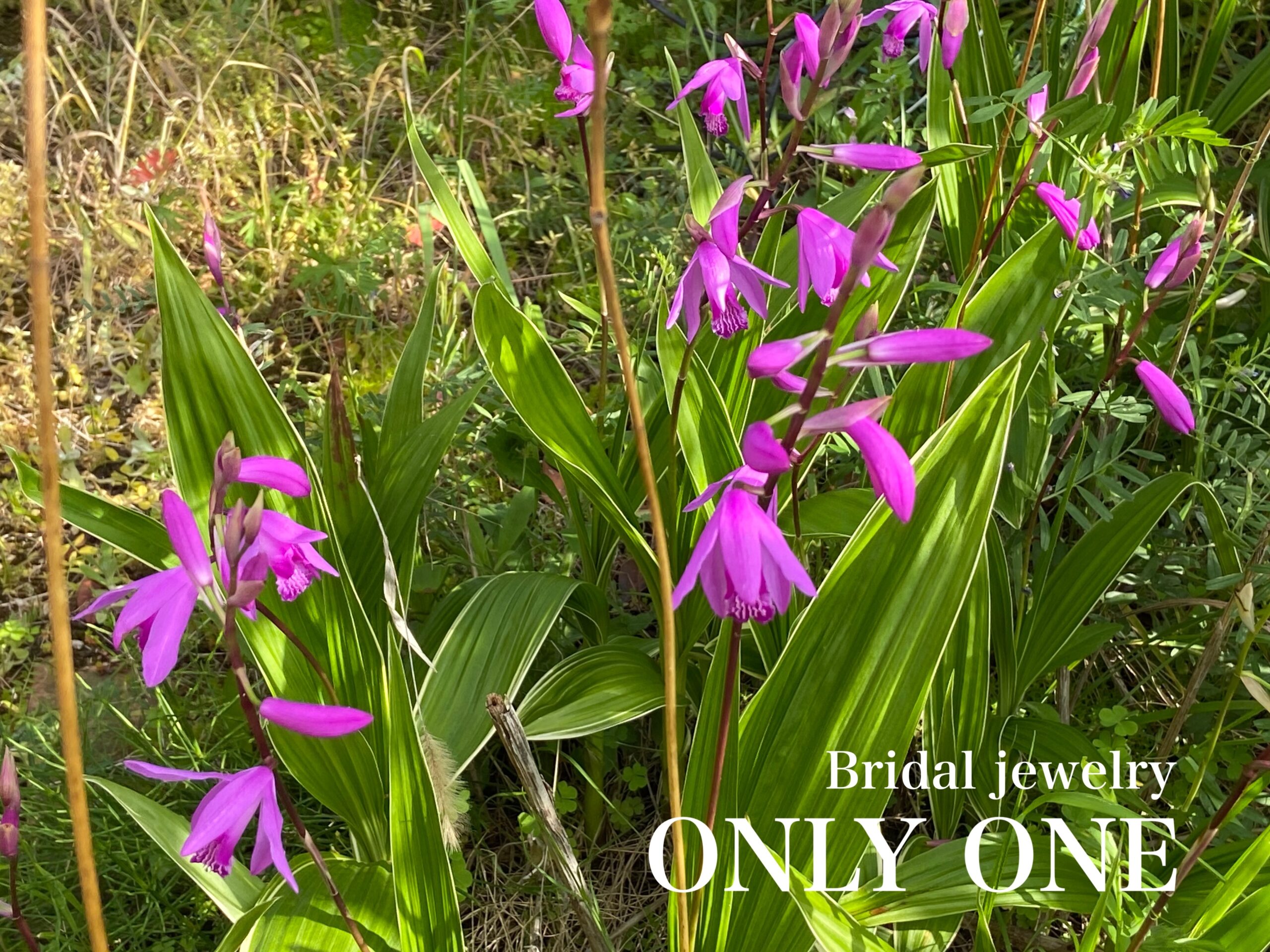 【山梨結婚指輪】我が家のシランの花