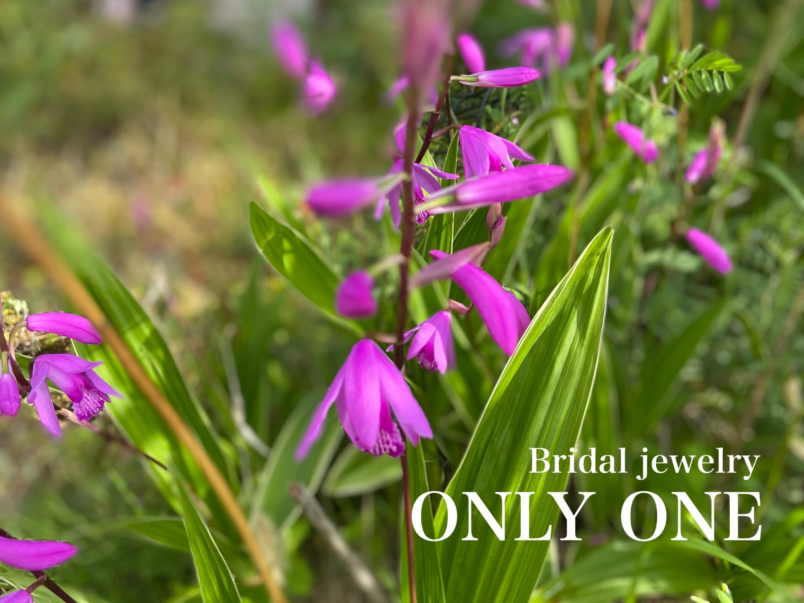 【山梨結婚指輪】シラン