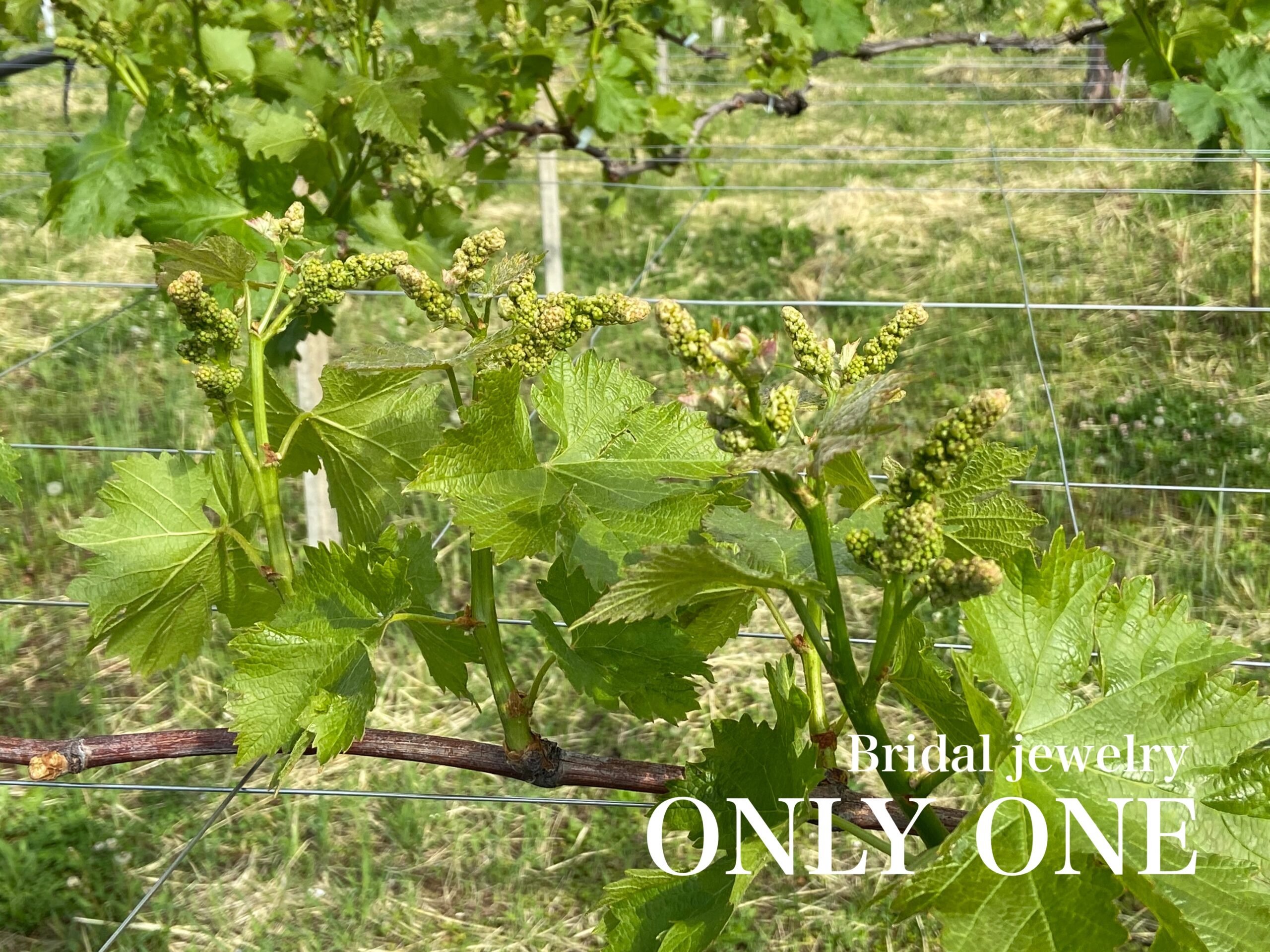 【山梨結婚指輪】ぶどうのつぼみ/散歩にて