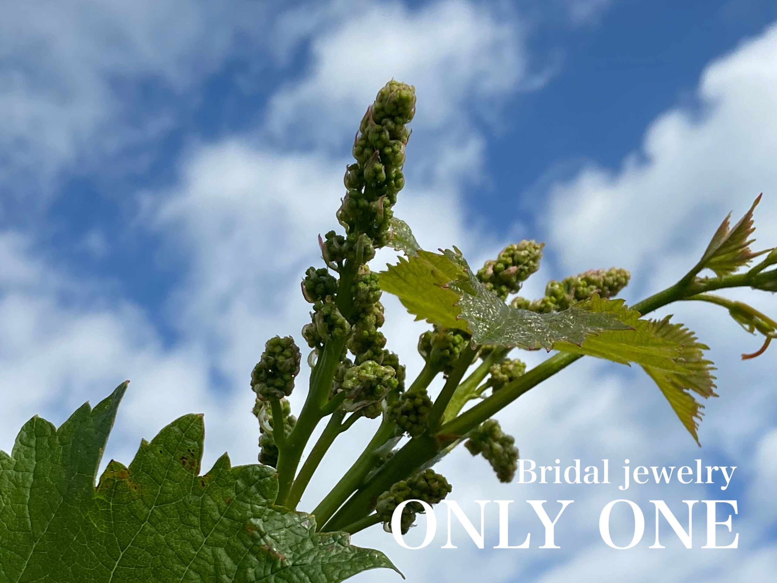 【山梨結婚指輪】ぶどうのつぼみ