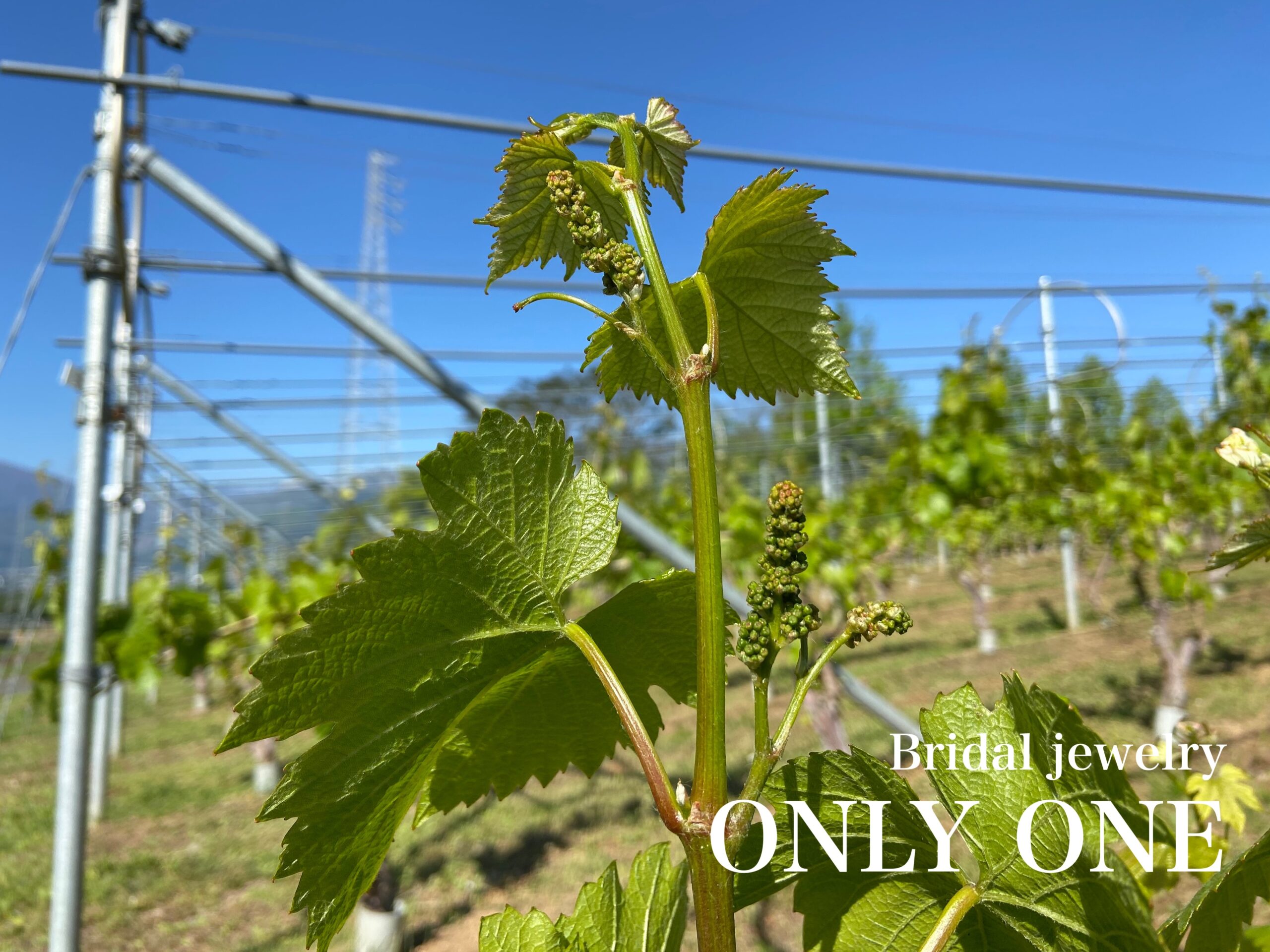 【山梨結婚指輪】青空とぶどうのつぼみ