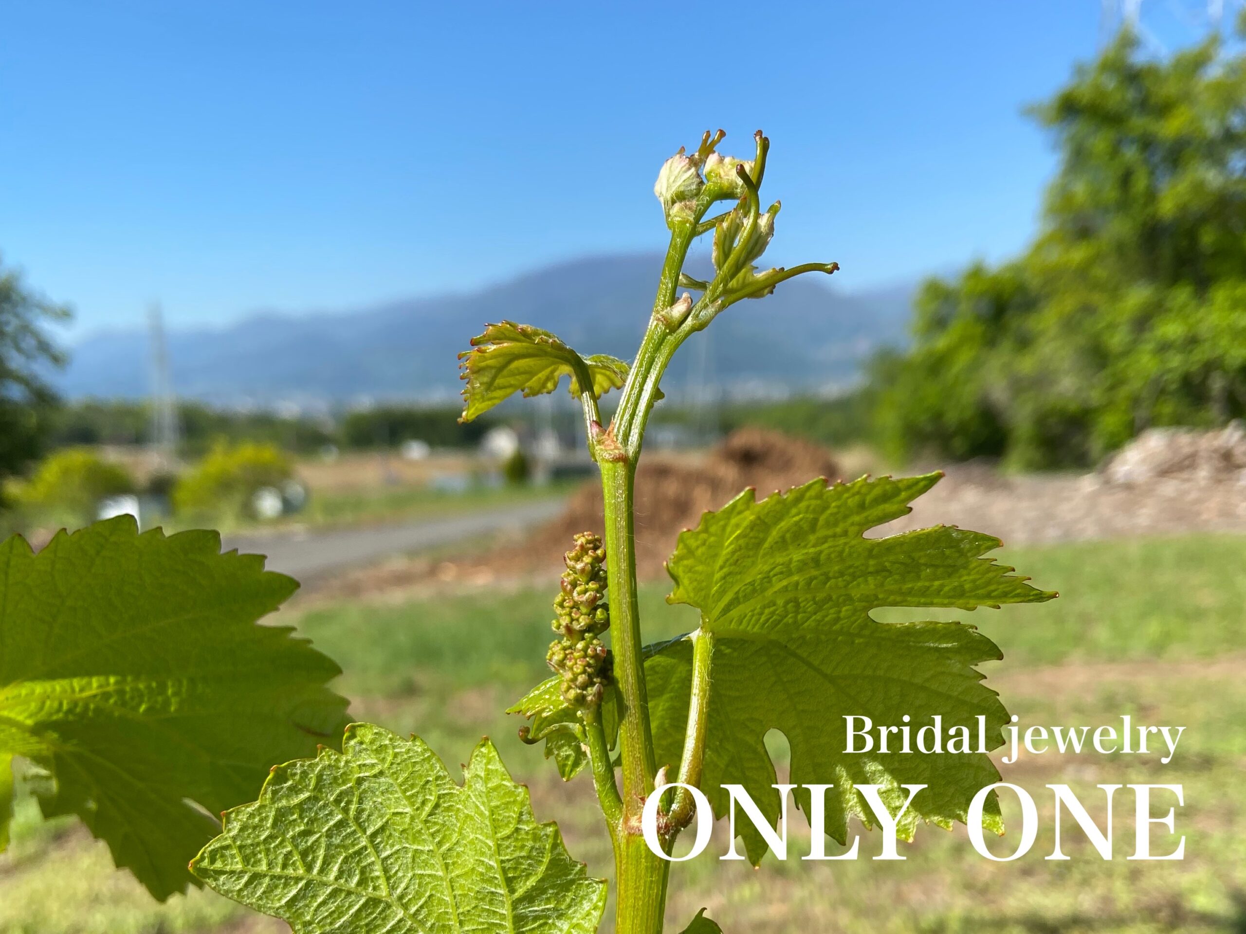 【山梨結婚指輪】ぶどうのつぼみ/散歩にて