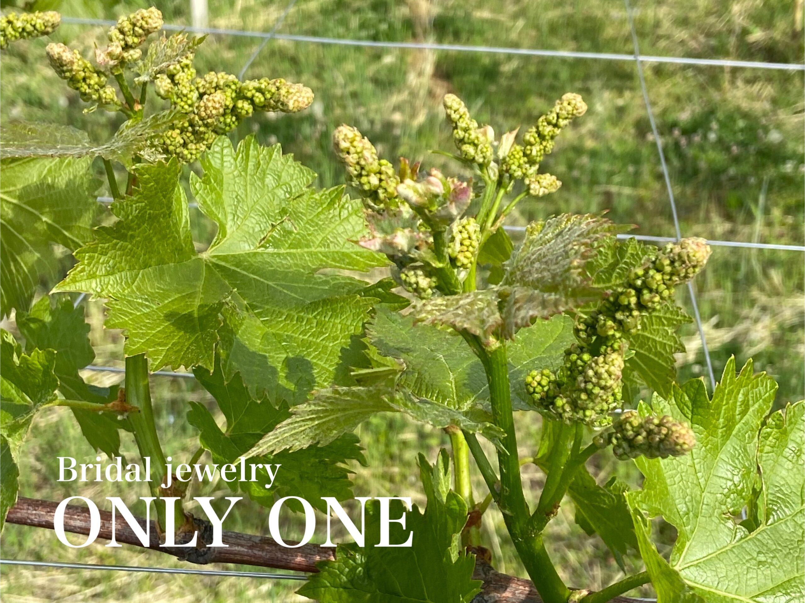 【山梨結婚指輪】ぶどうのつぼみ