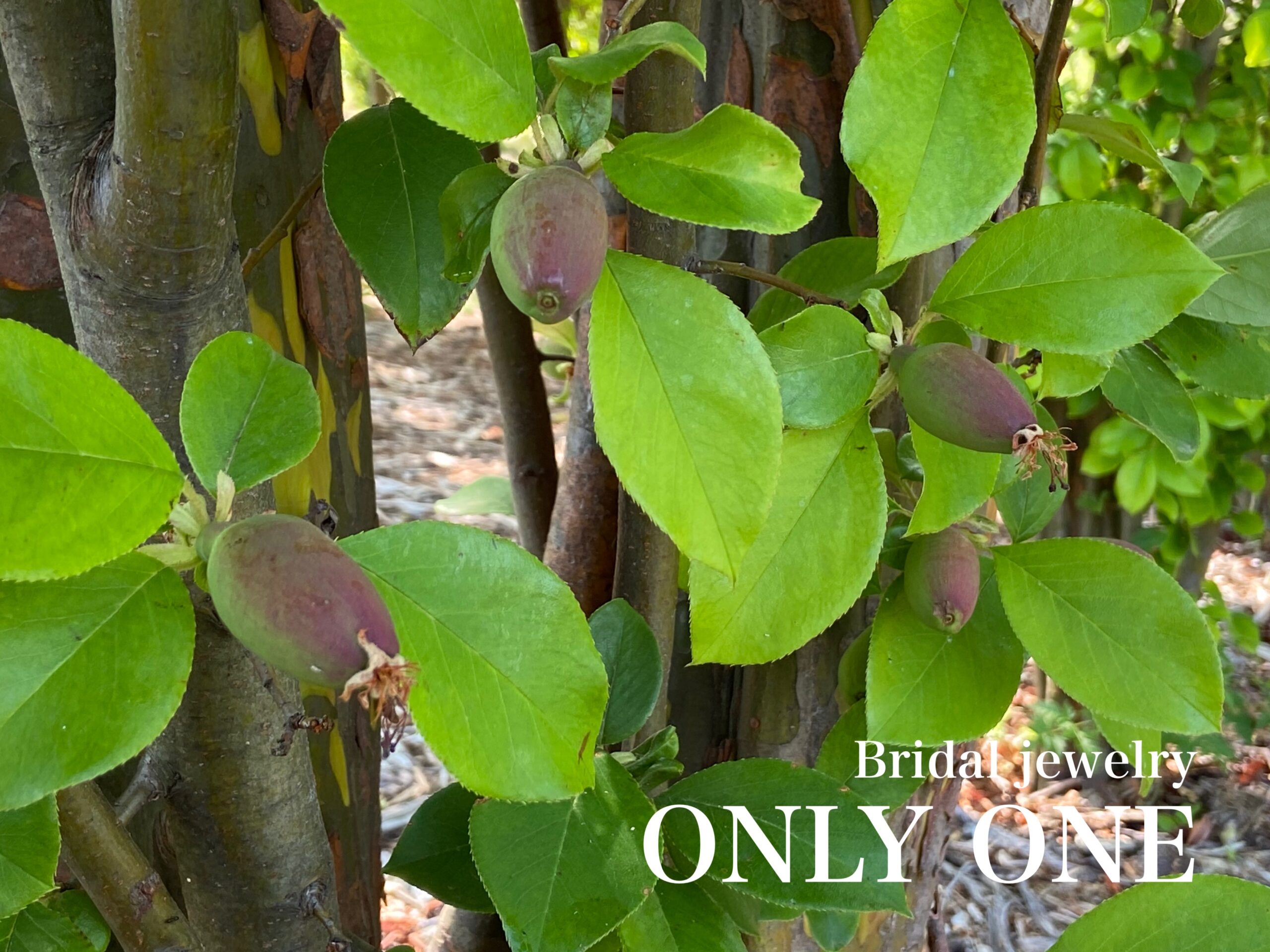 【山梨結婚指輪】かりんの実