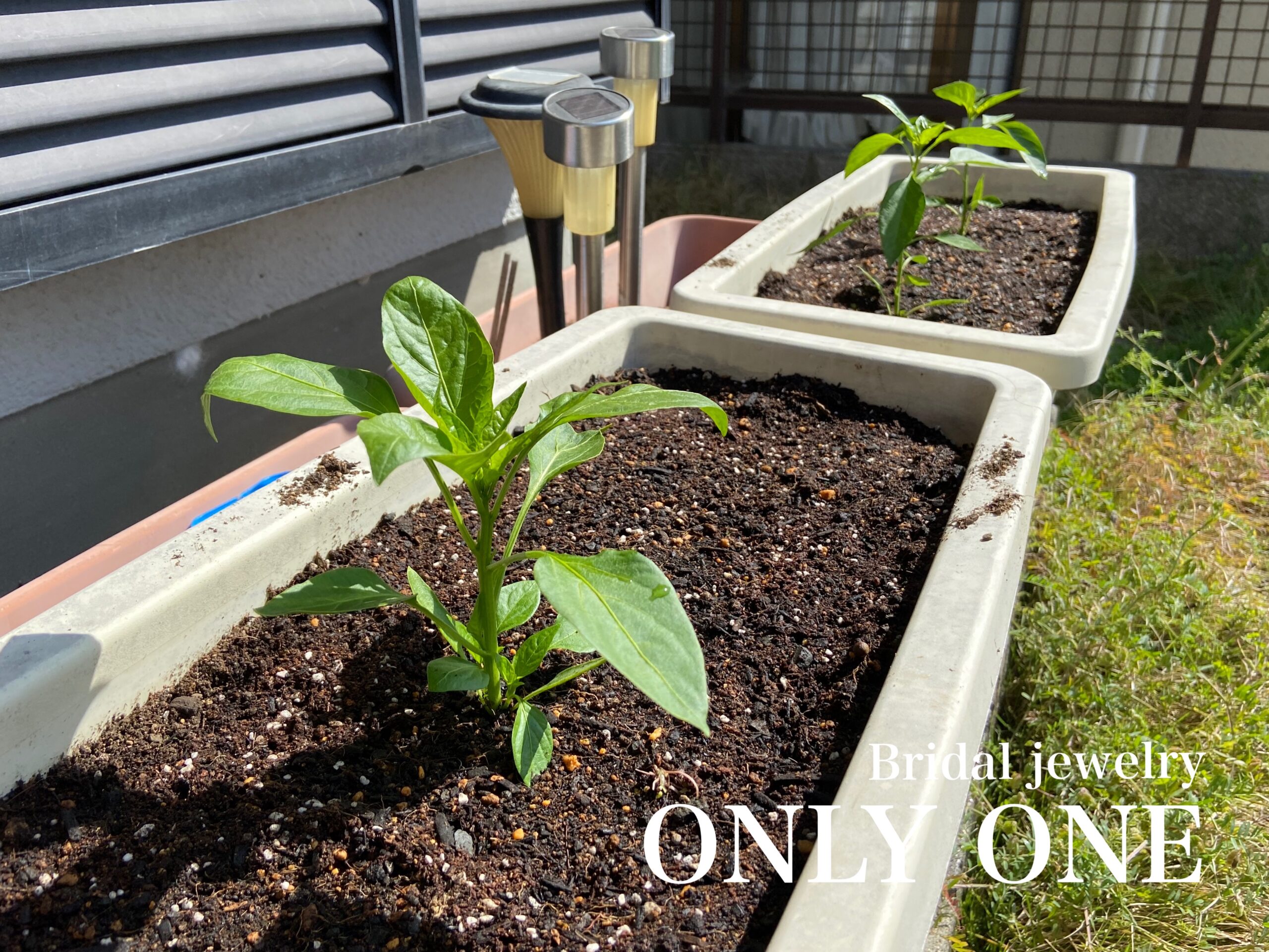 【山梨】家庭菜園/ピーマン・シシトウ