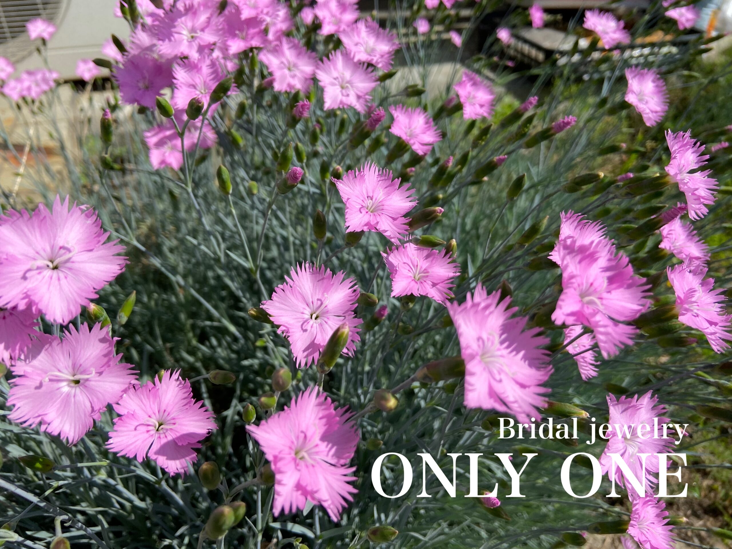 【山梨結婚指輪】元気なナデシコの花