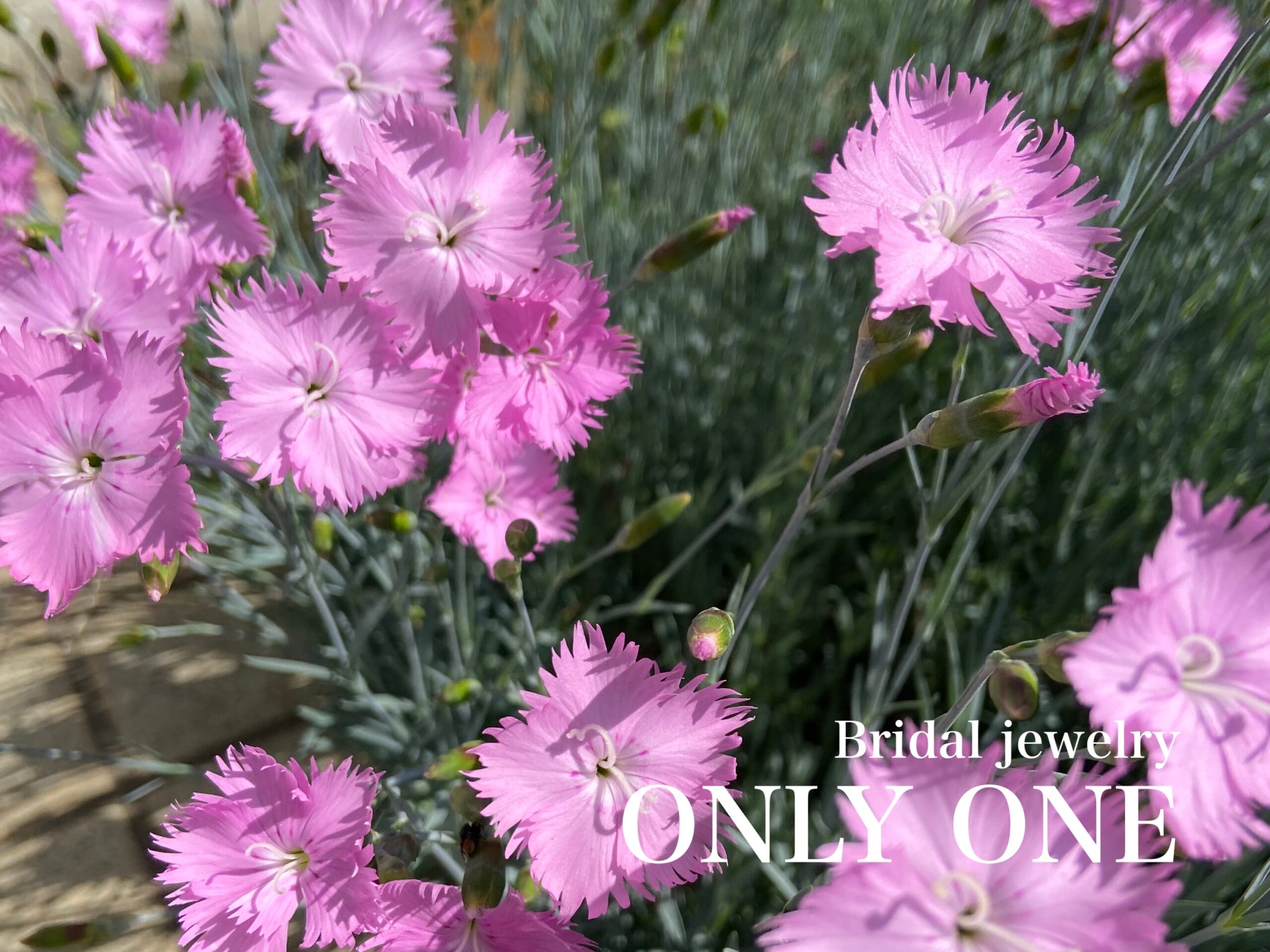 【山梨結婚指輪】庭に咲いた「ナデシコ」