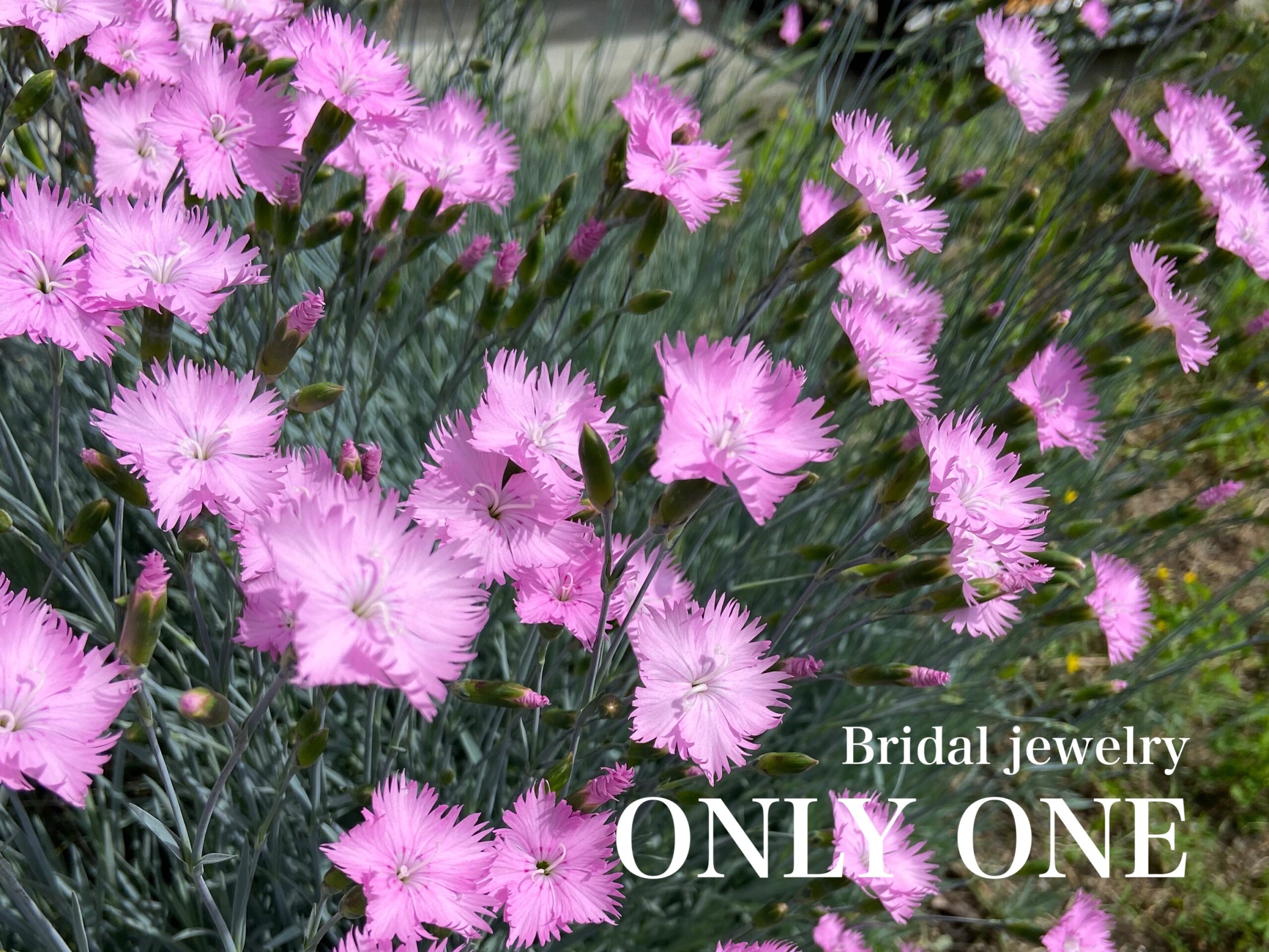 【山梨結婚指輪】我が家の庭です咲いたナデシコ