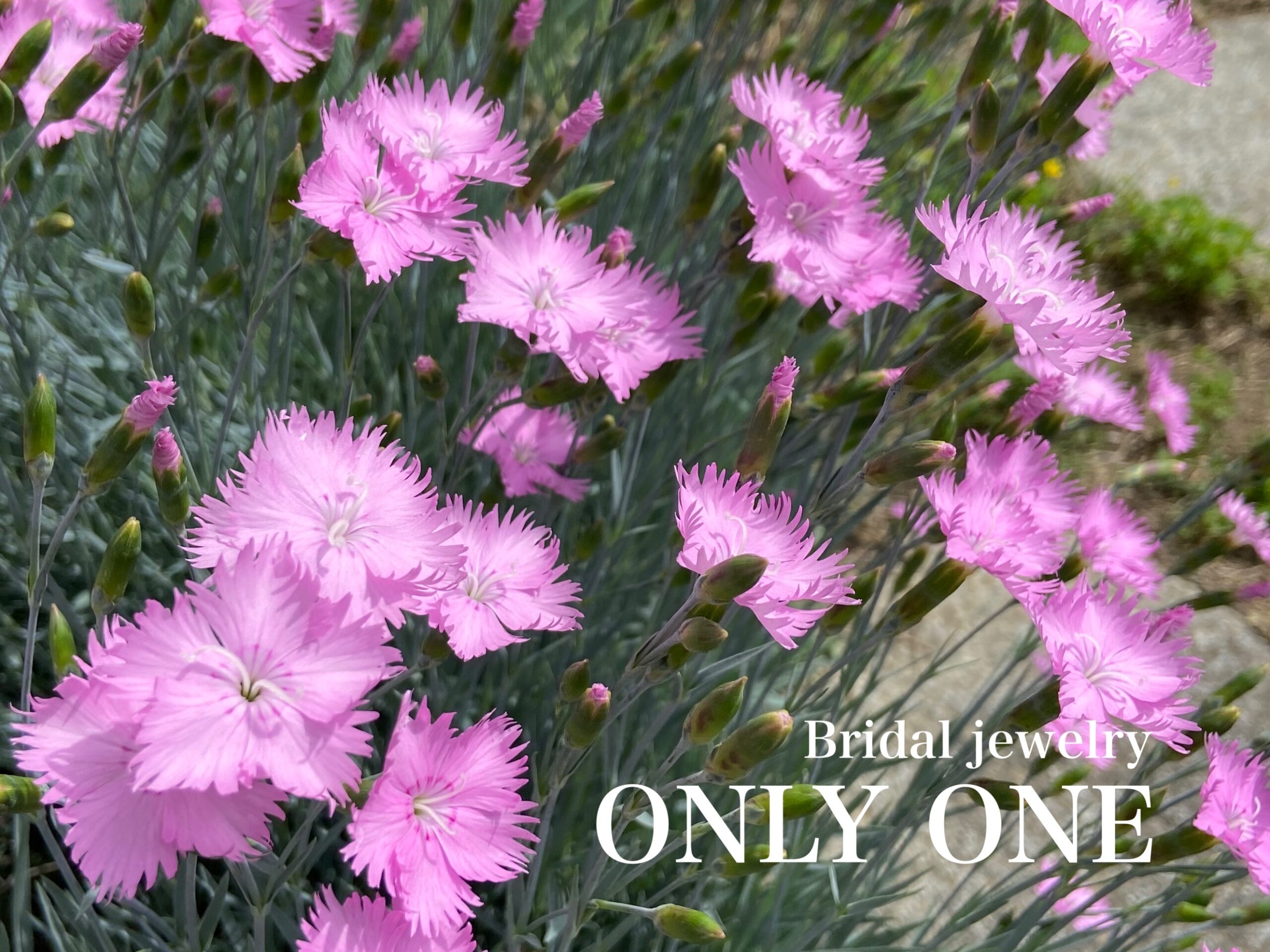 【山梨結婚指輪】我が家のナデシコの花