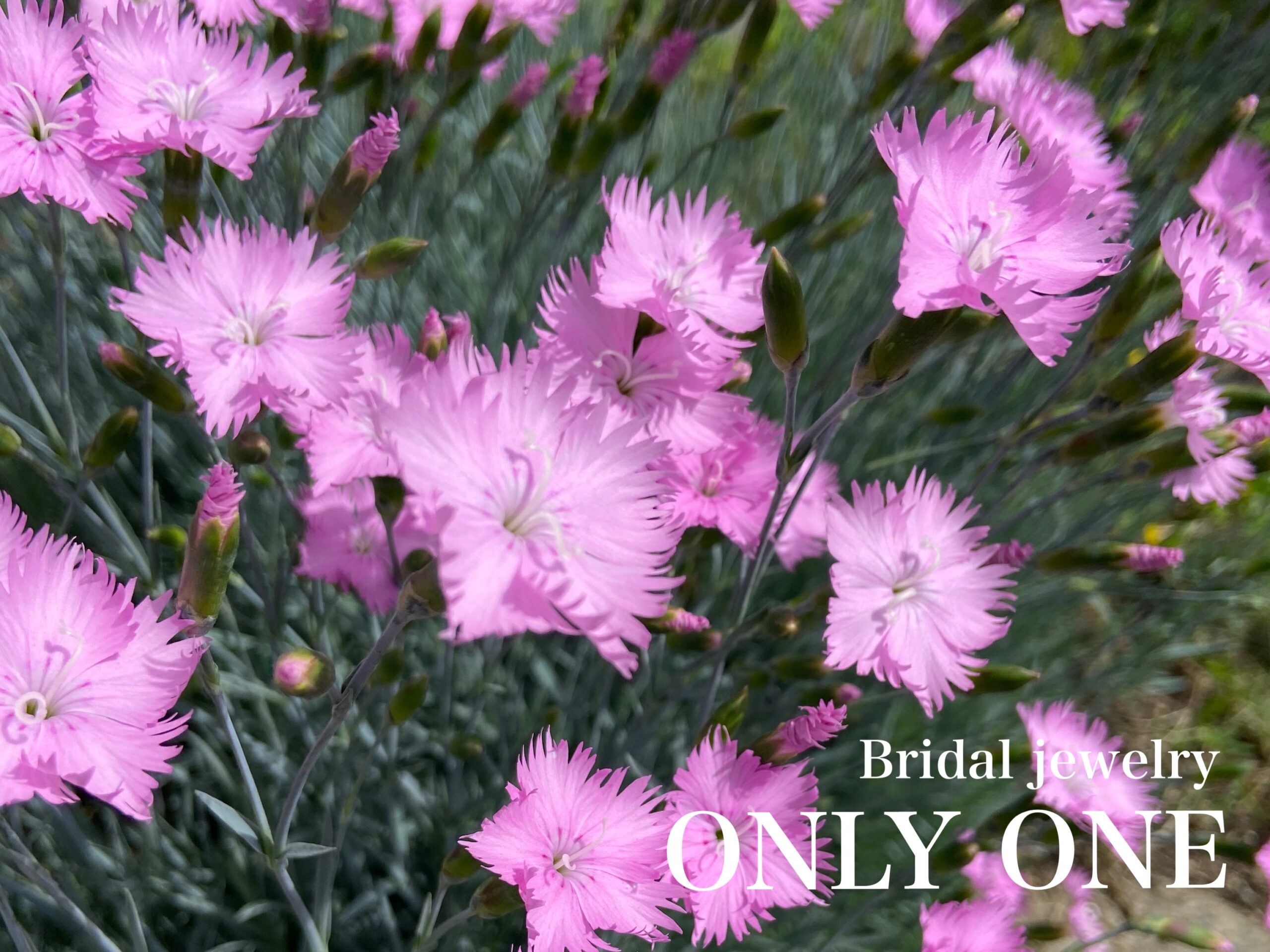 【山梨結婚指輪】ナデシコ